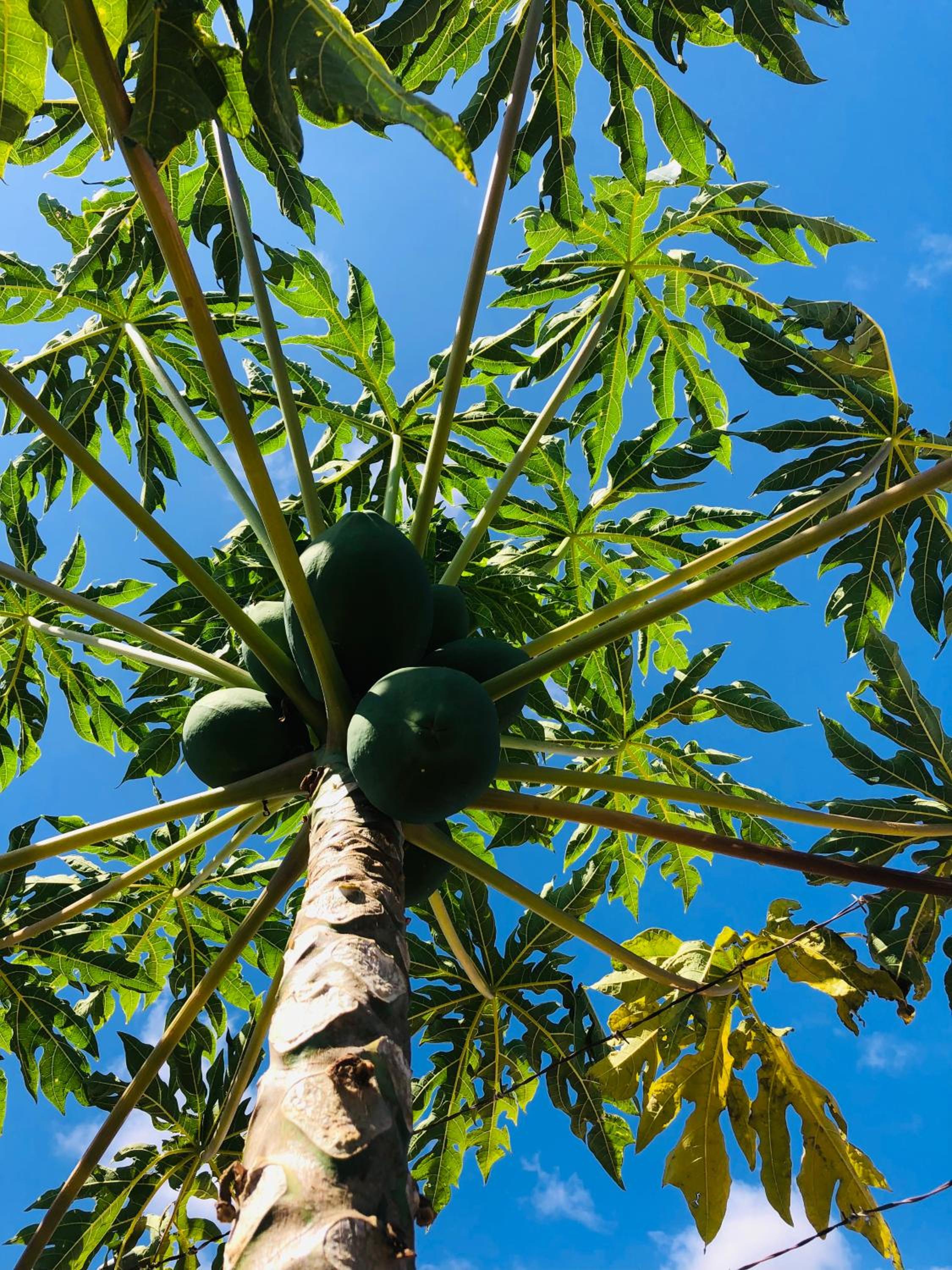 Afrikan Krisant Tenerife, Casa Rural Ecologica