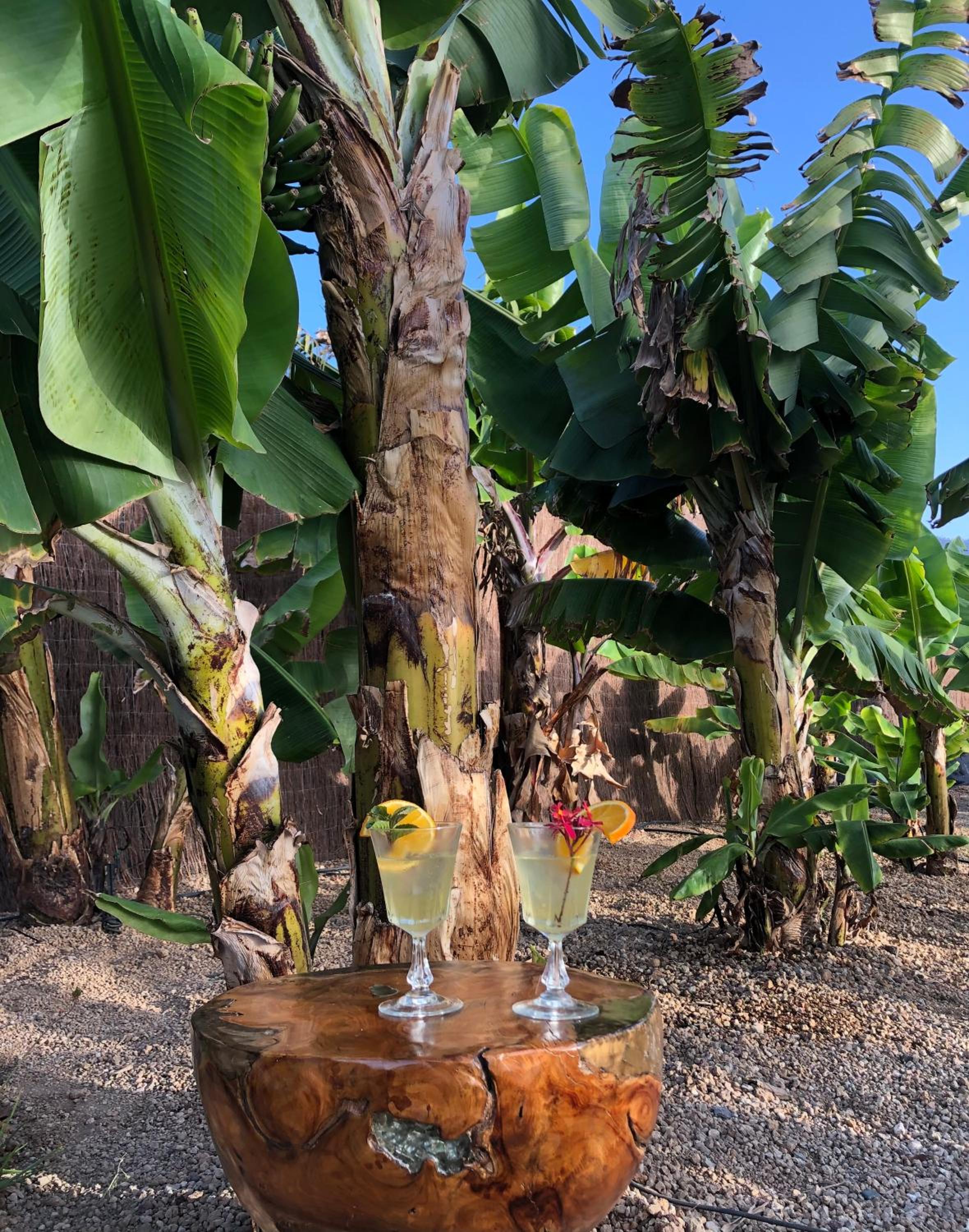 Afrikan Krisant Tenerife, Casa Rural Ecologica