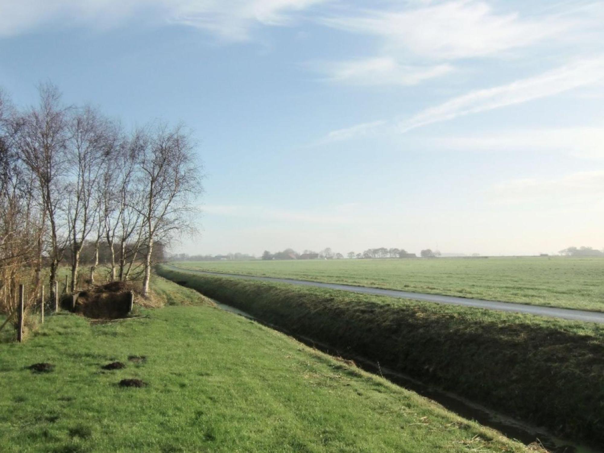 Krabbe 2