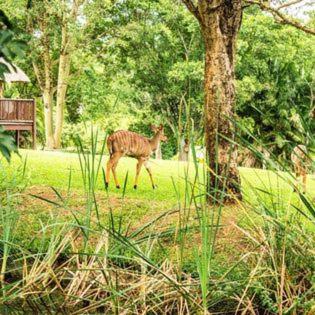 Hazyview Vacations - Kruger Park Lodge - Luxury Inyamatane Chalets - Property Image 6