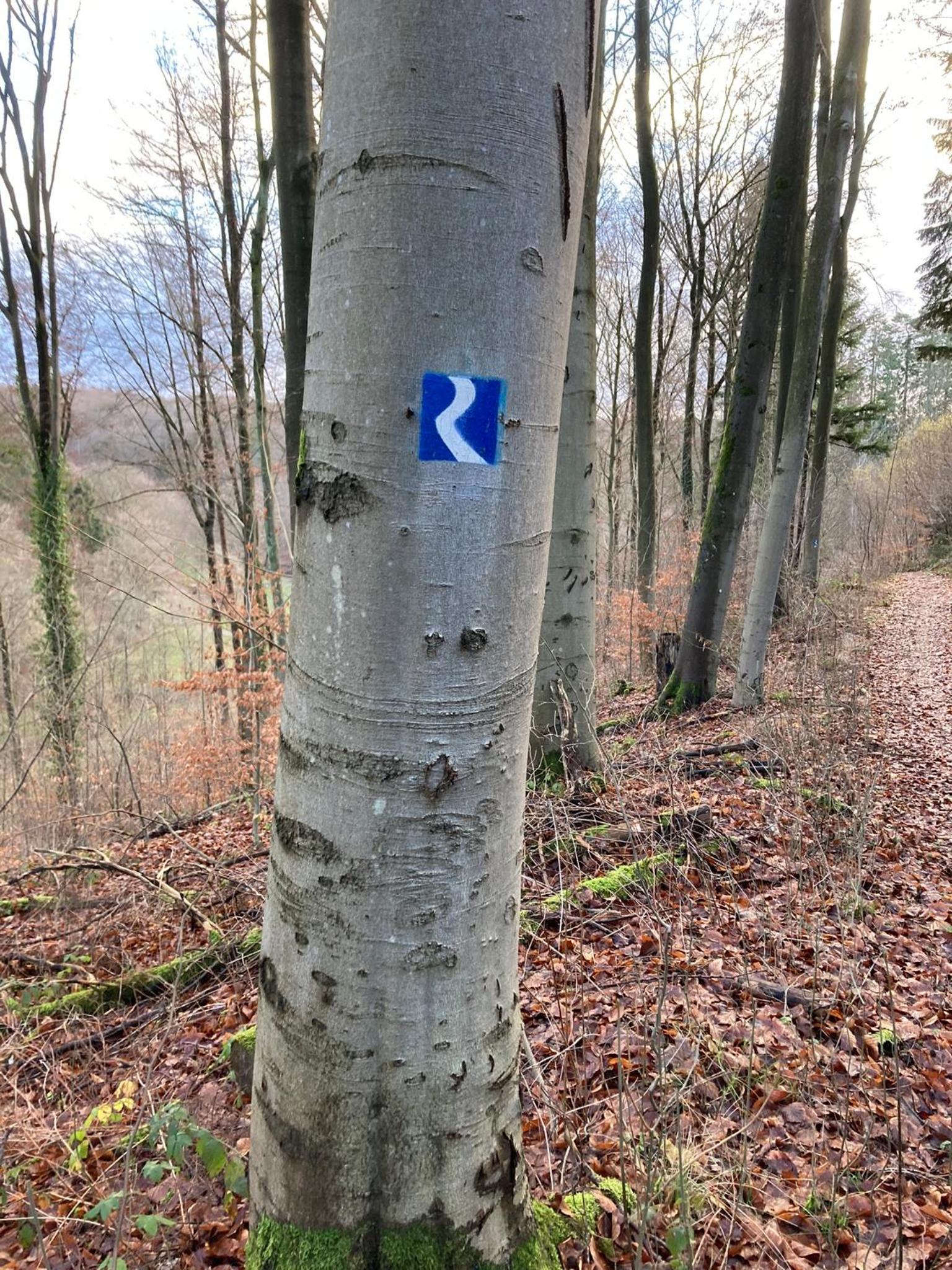 Rheintal-Wald-und Weitsicht
