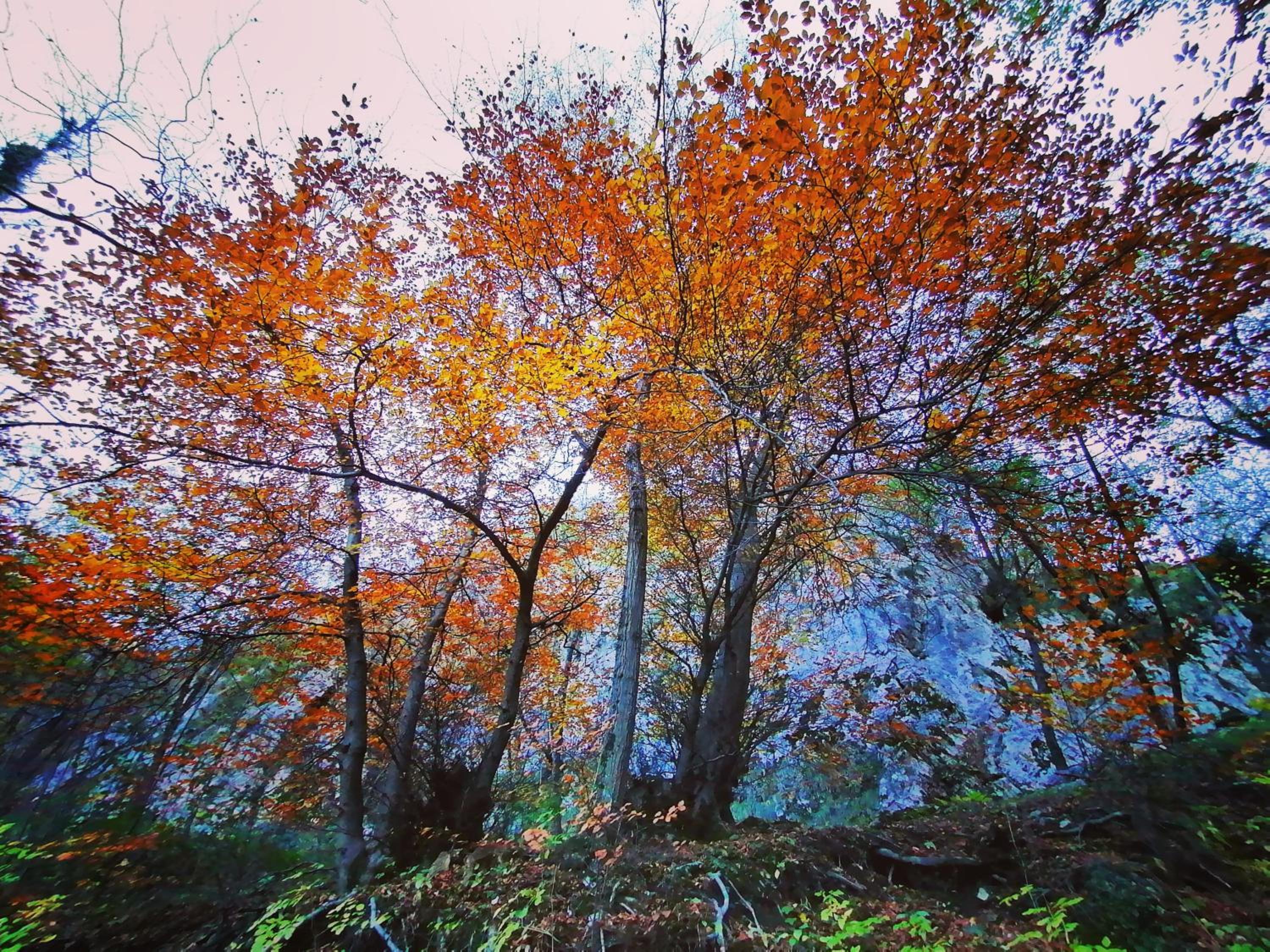 Narciso B&B Valbrona photo 2