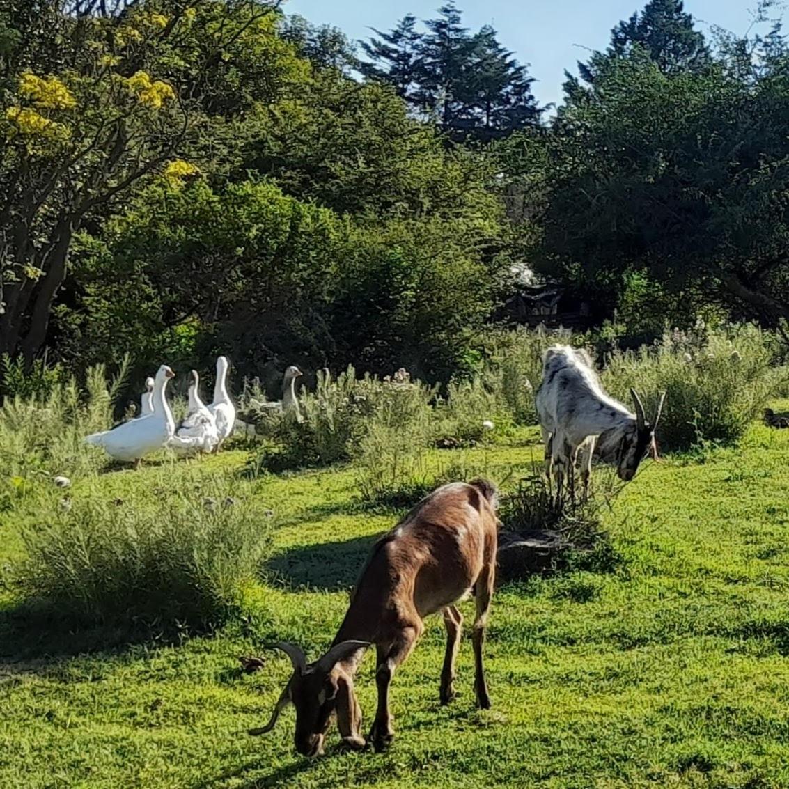 La Flor del Camino Posada
