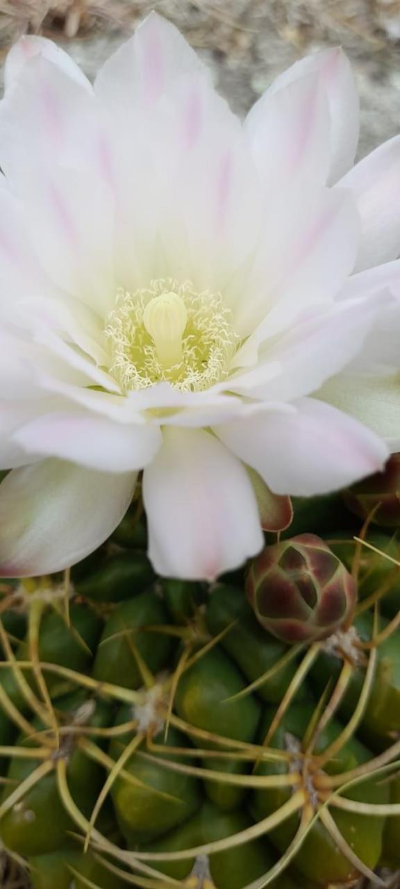 La Flor del Camino Posada