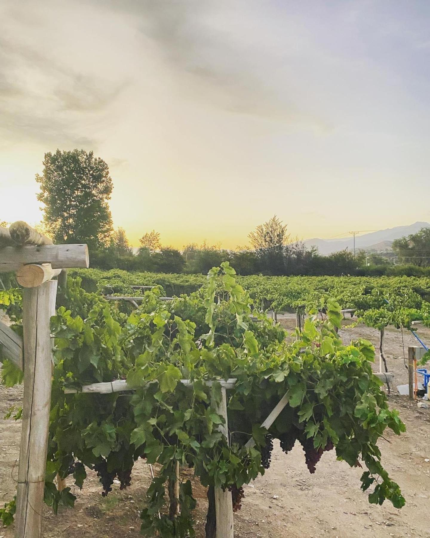 Glamping Viñas de Elqui
