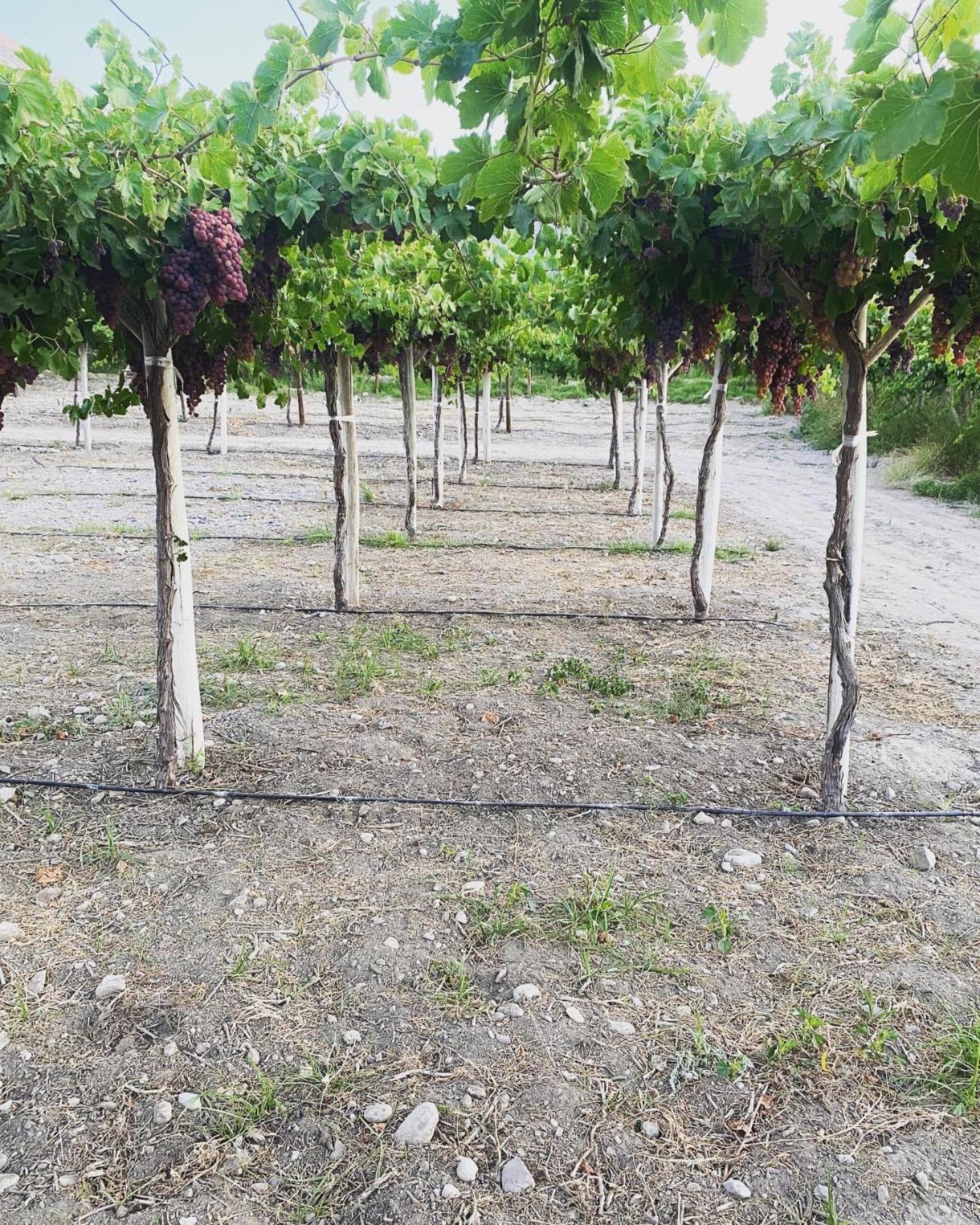 Glamping Viñas de Elqui