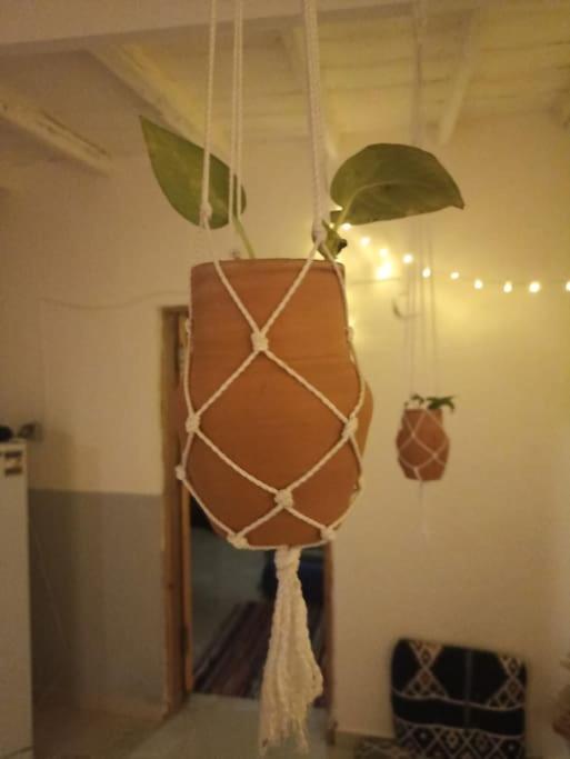 Bougainvillea studio