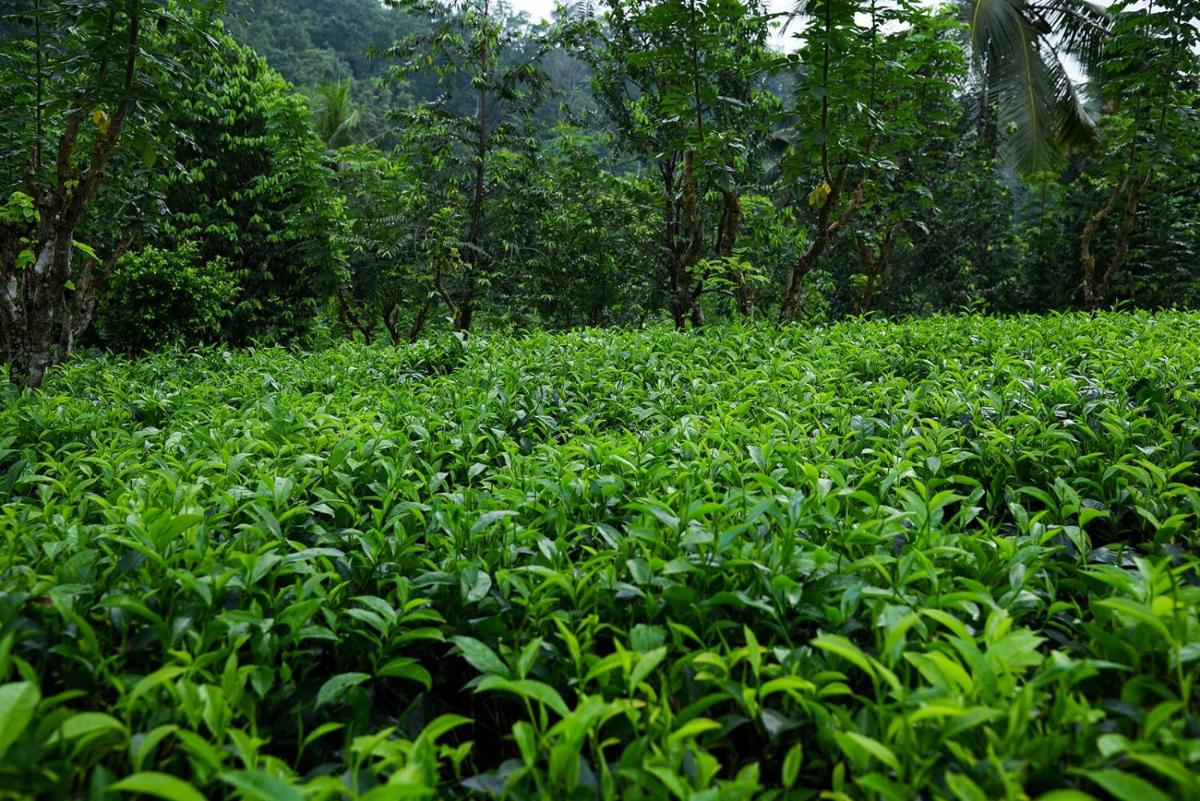 garden