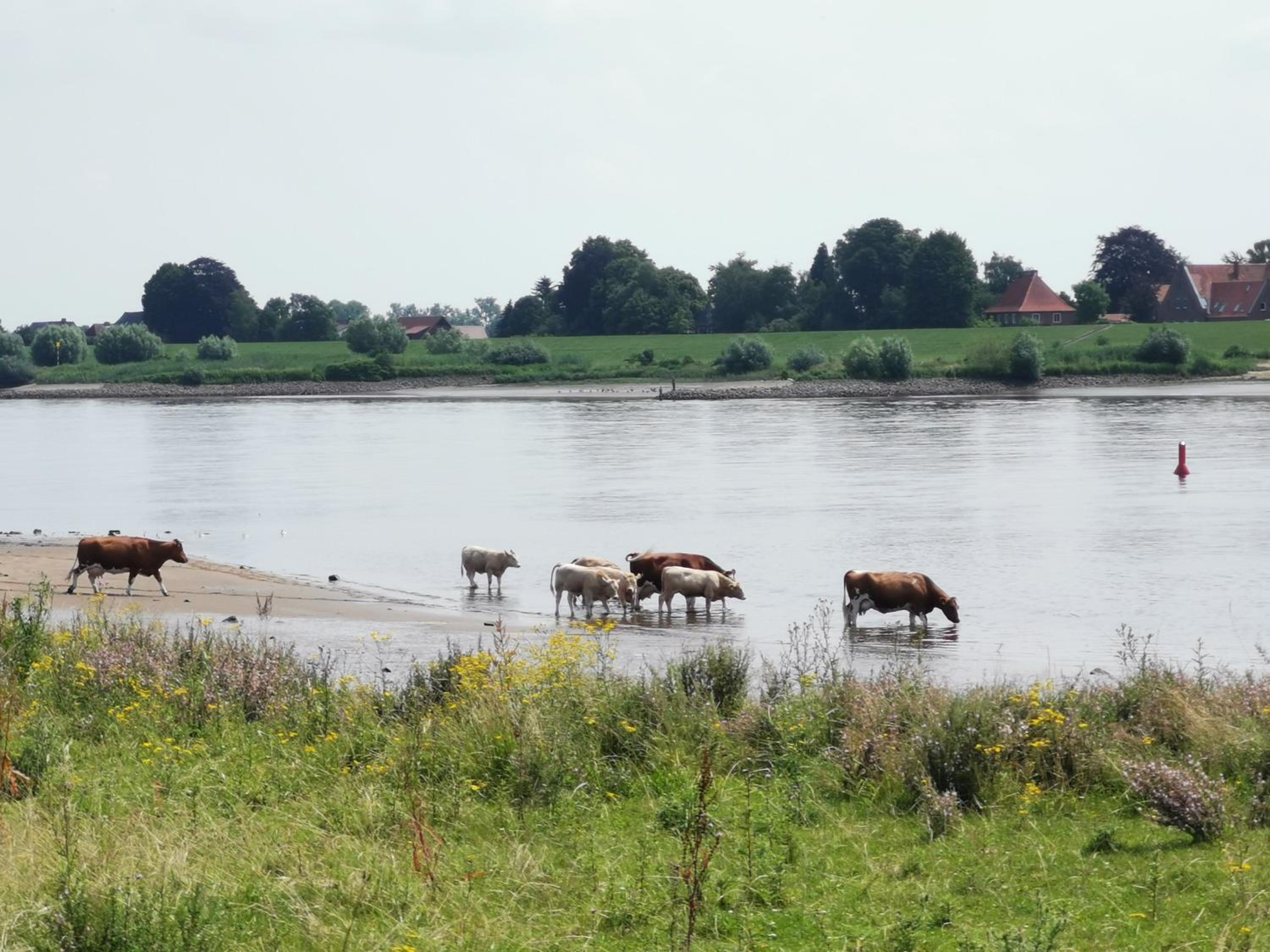 Haus am Deich 47 stilvolles Landhaus an der Elbe in Stadtnähe