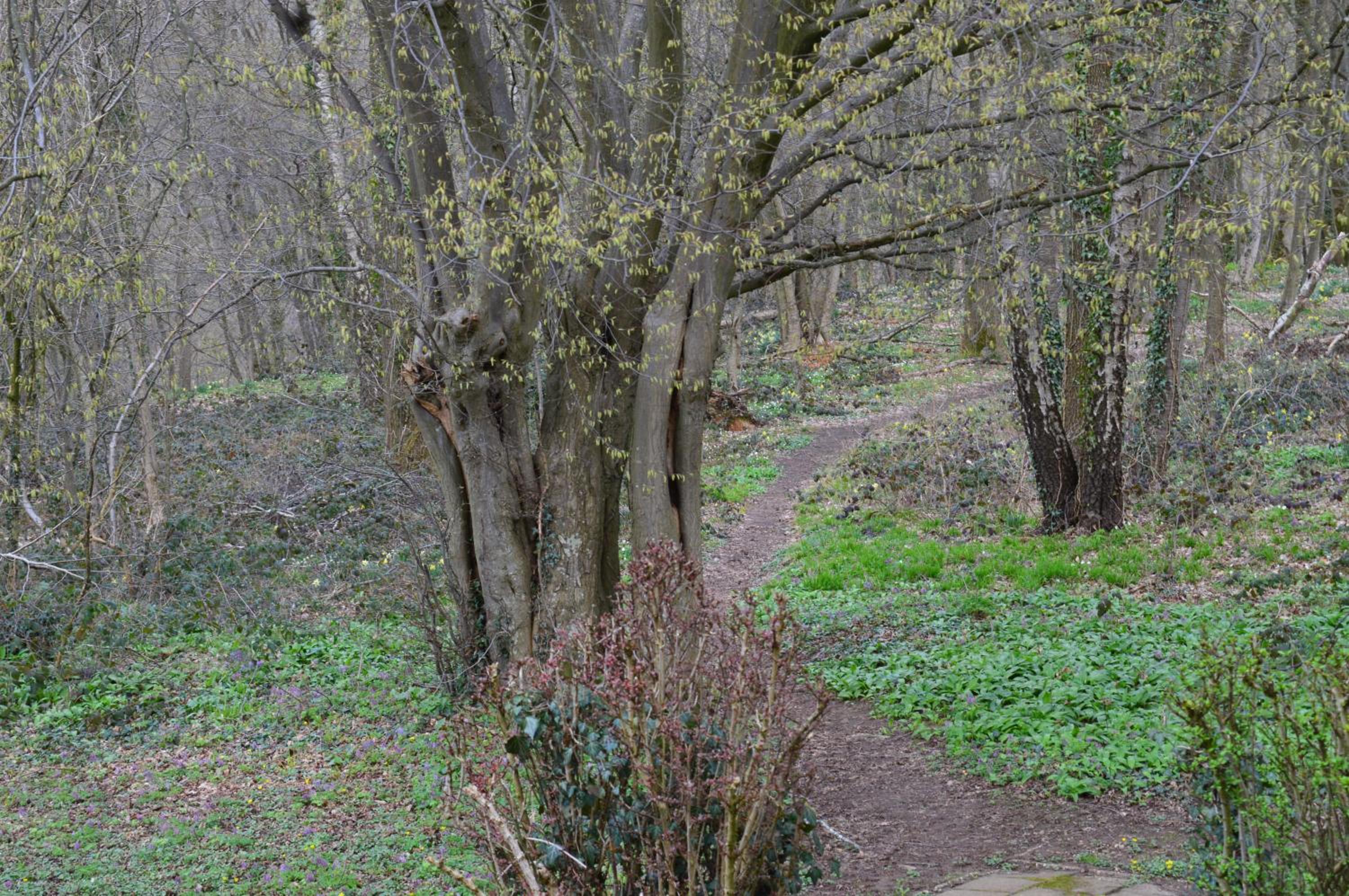 Oasis Verte