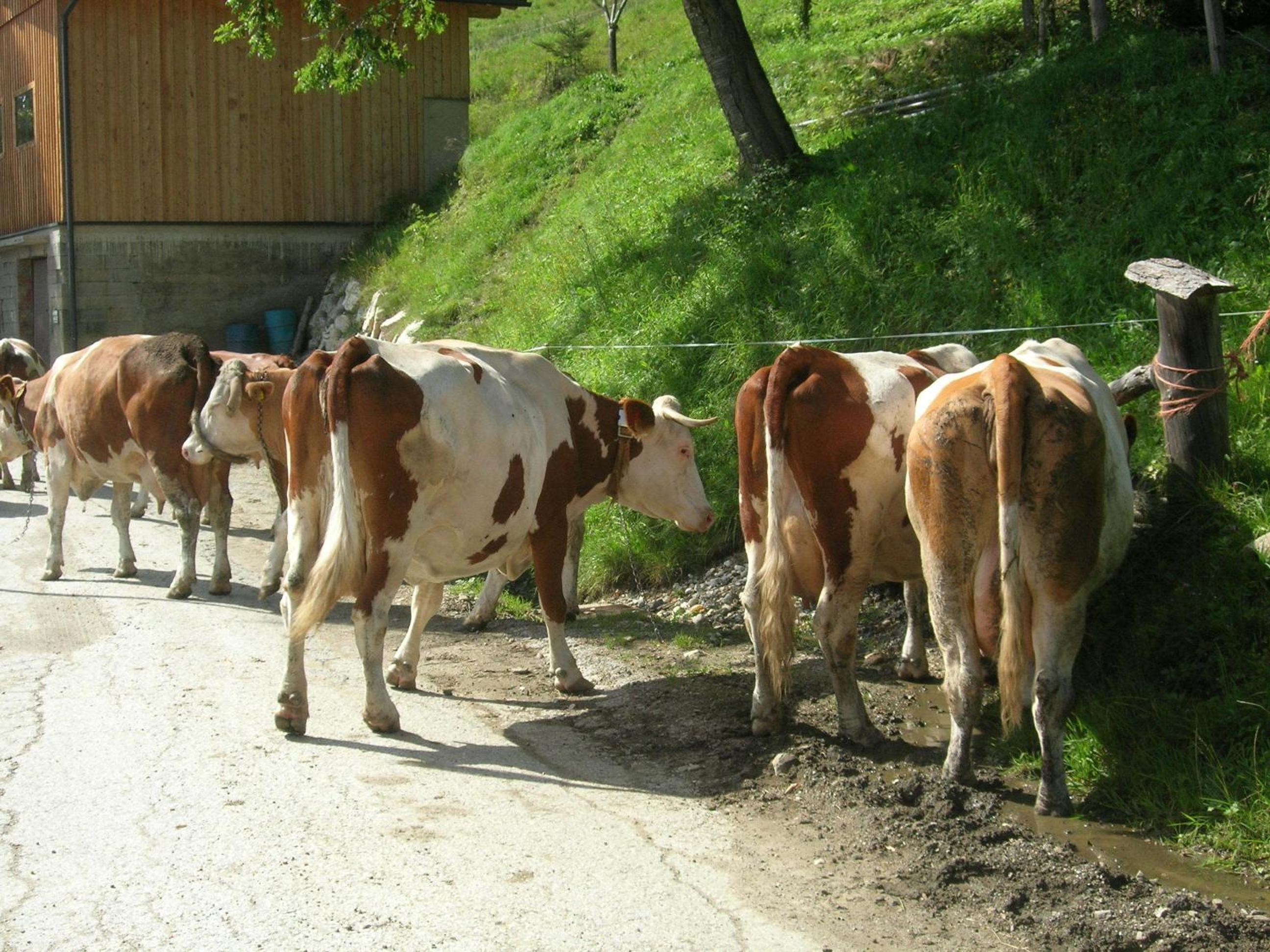 Bio-Bergbauernhof Möslhof