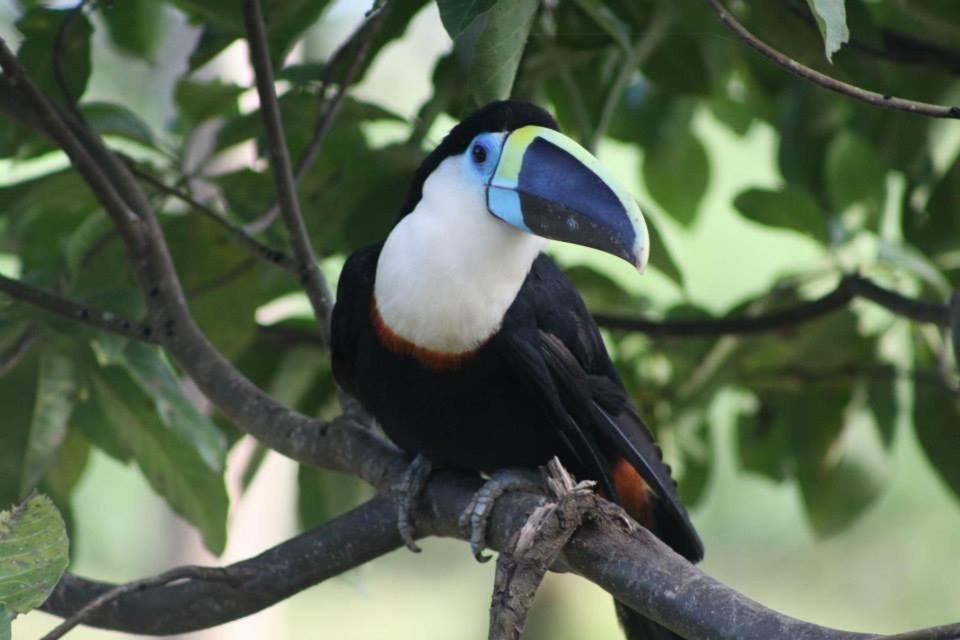 Jacamar Lodge Expeditions