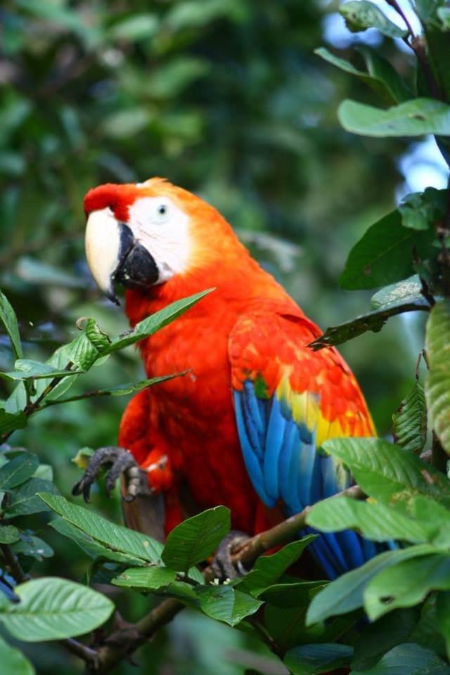 Jacamar Lodge Expeditions