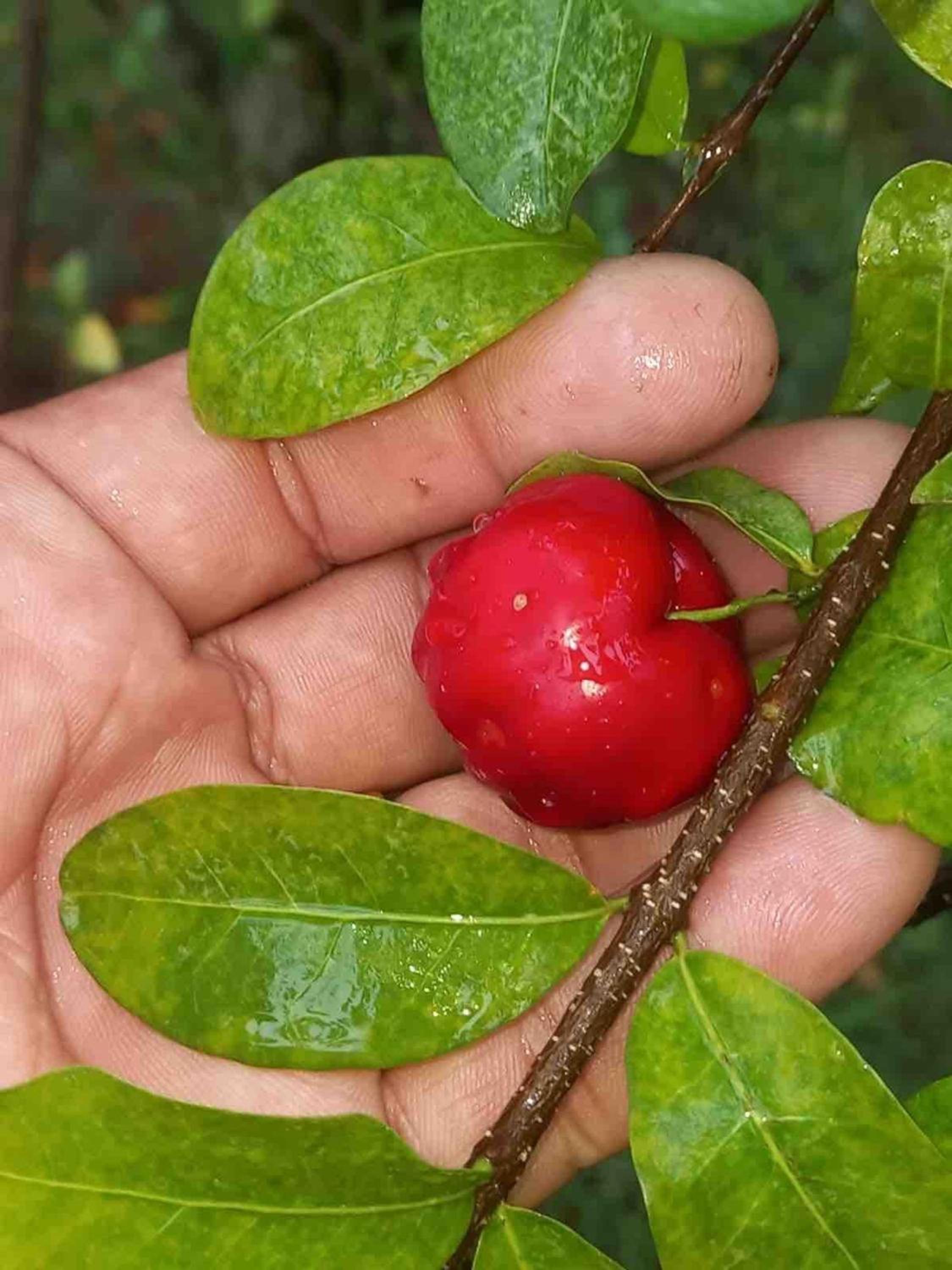 Chácara Alegria - Um pedaço do paraíso em Itaboraí