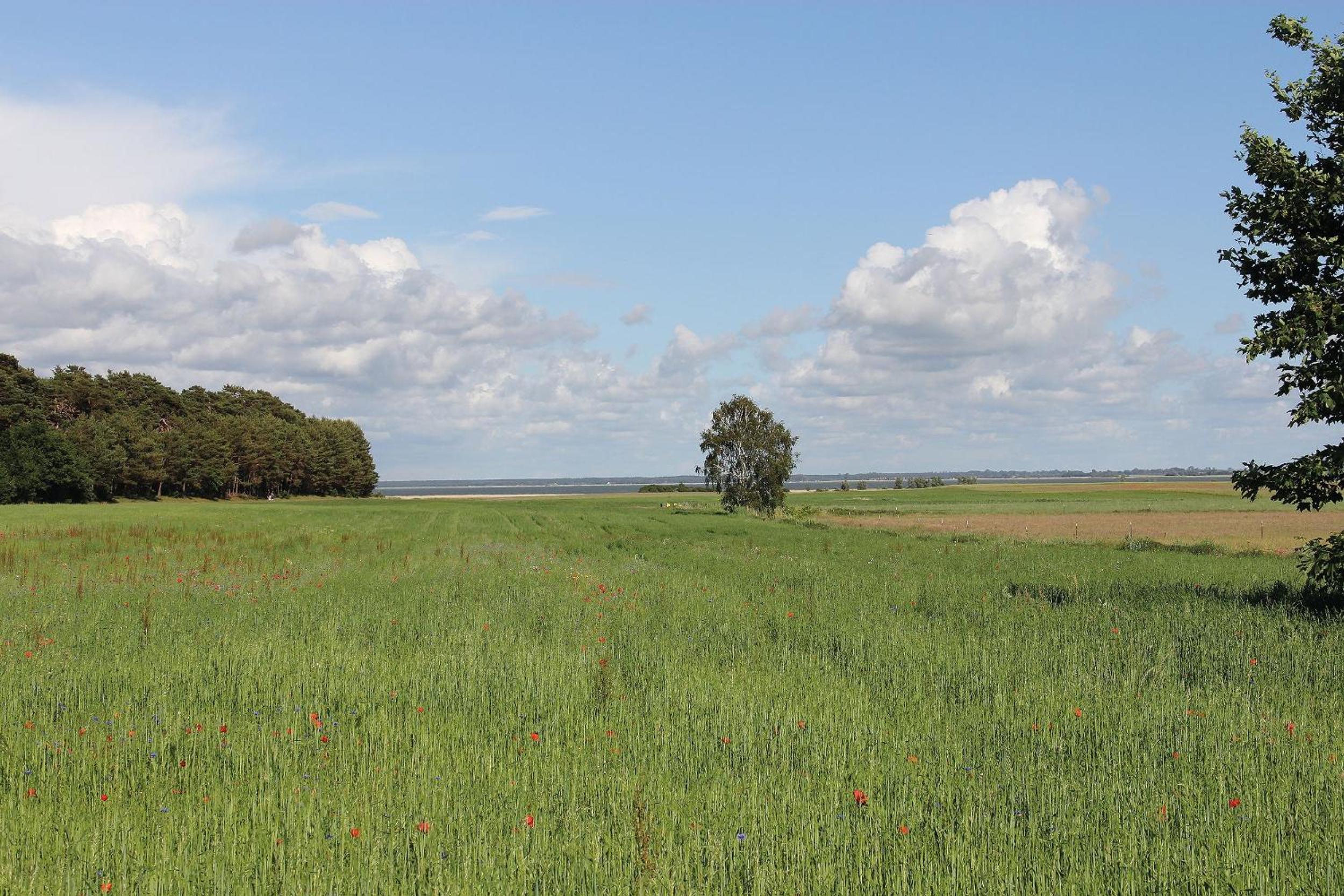 Cathrins Boddenblick