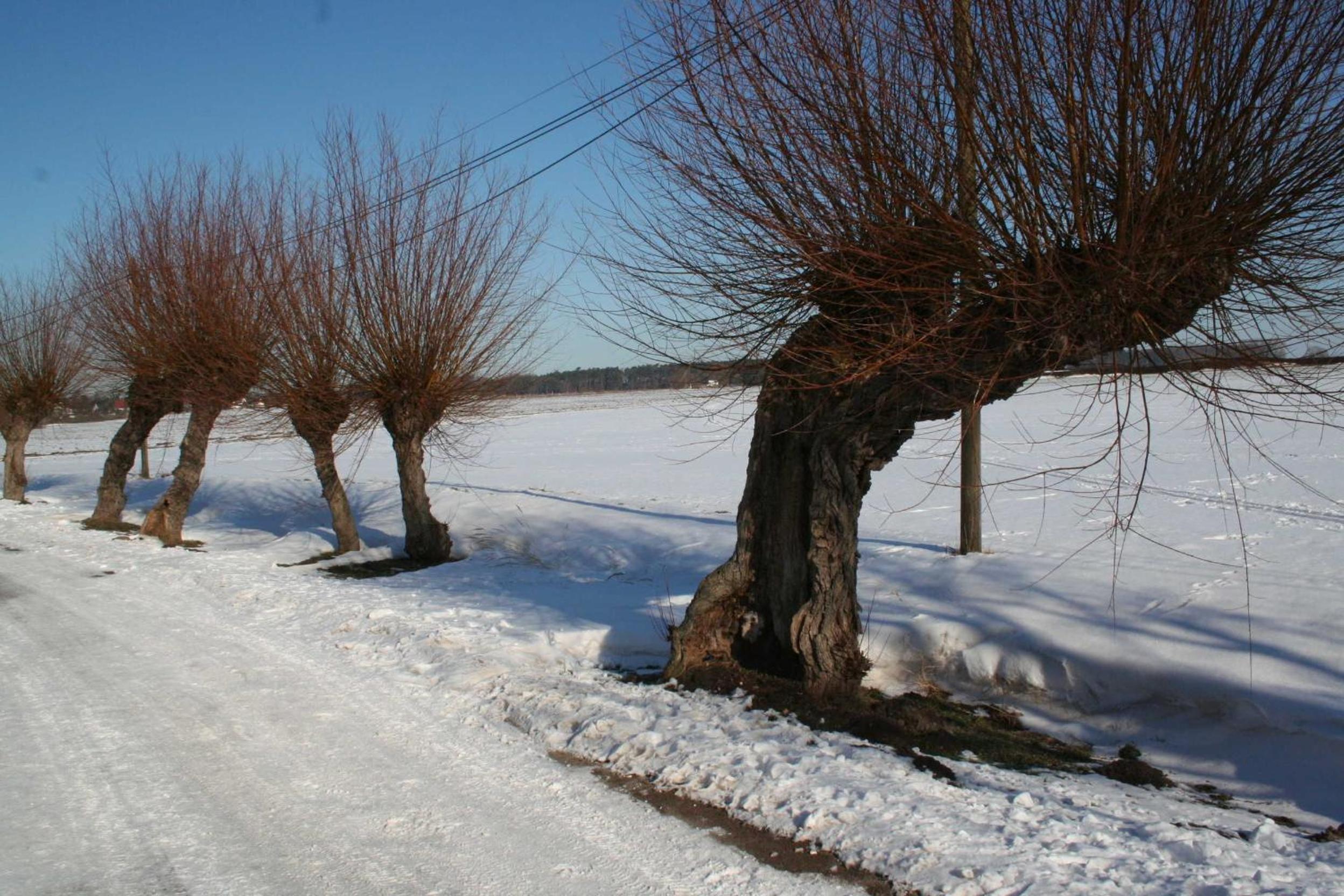 Cathrins Boddenblick
