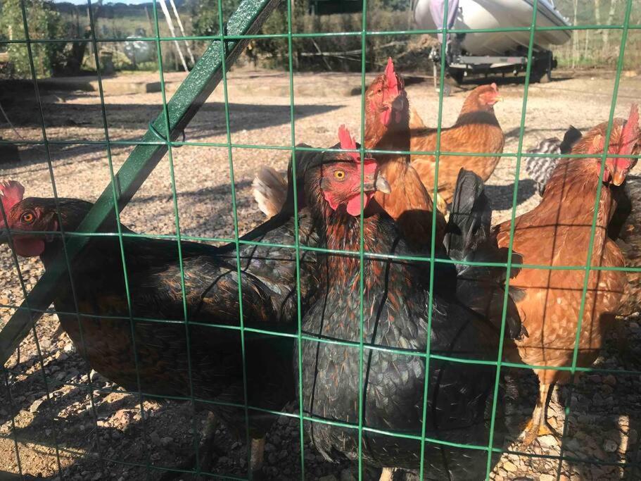 Agriturismo Il Sorbino - Appartamento da Cocca
