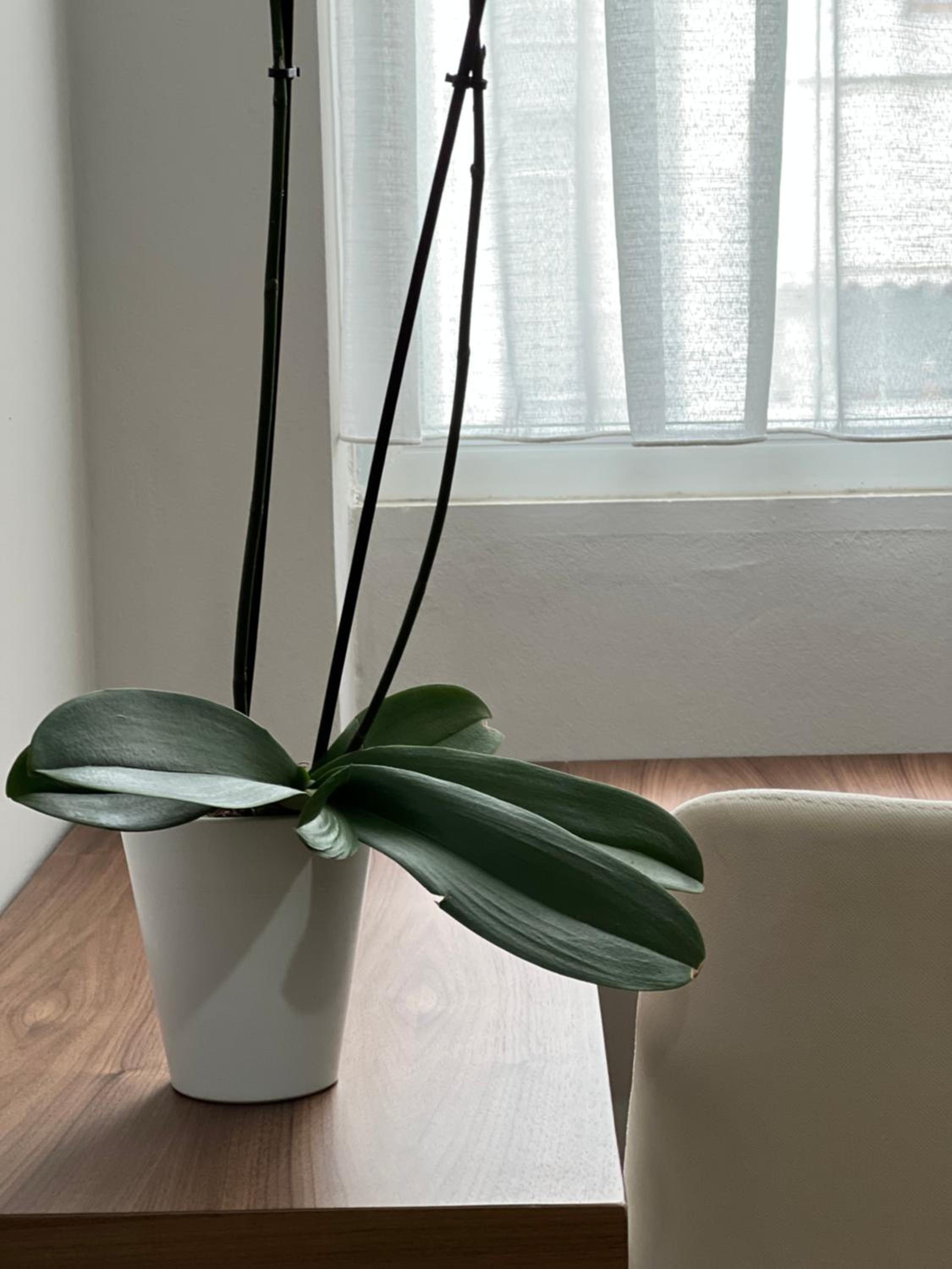 Olive Apartment Tirana