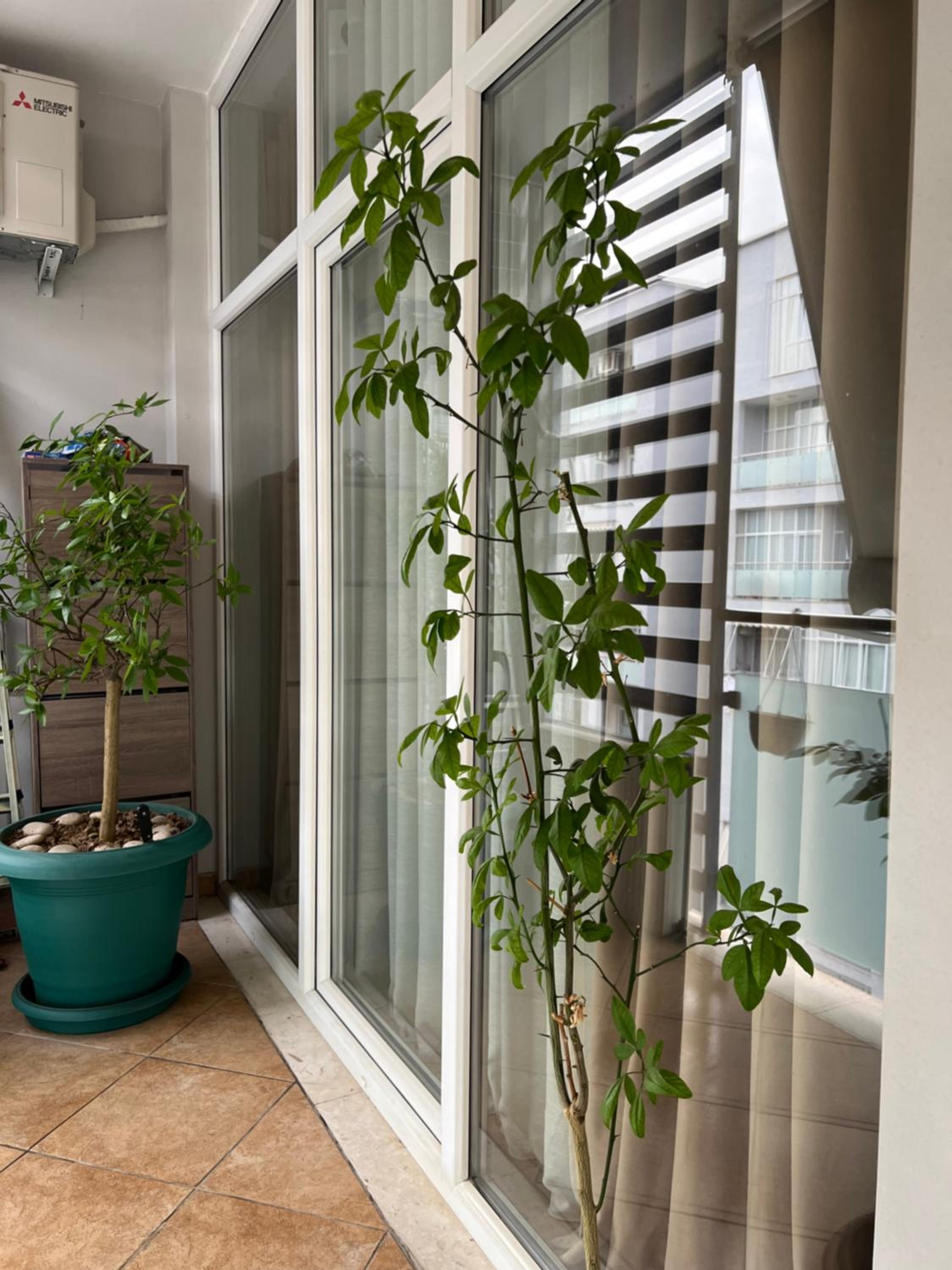 Olive Apartment Tirana