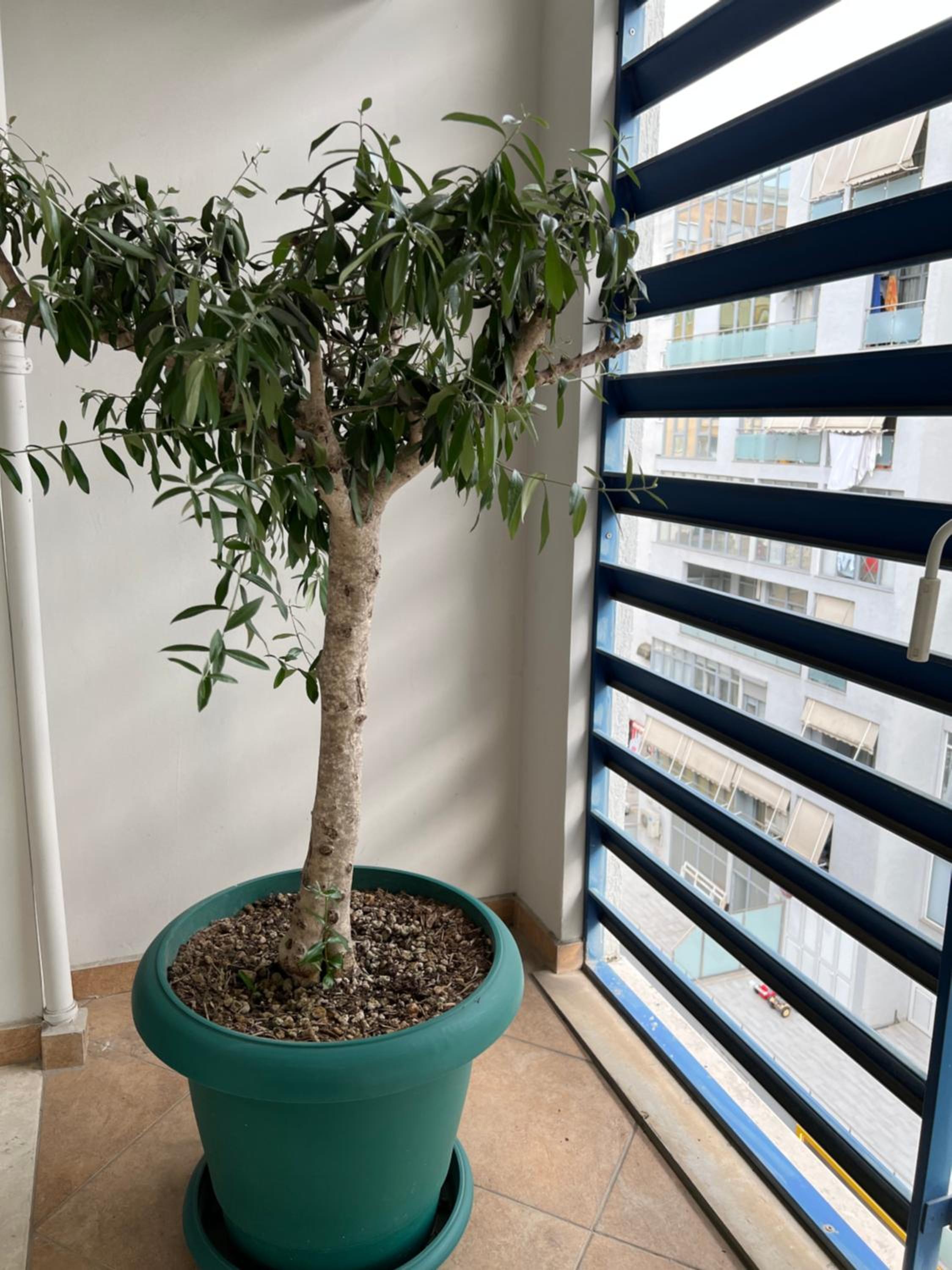 Olive Apartment Tirana