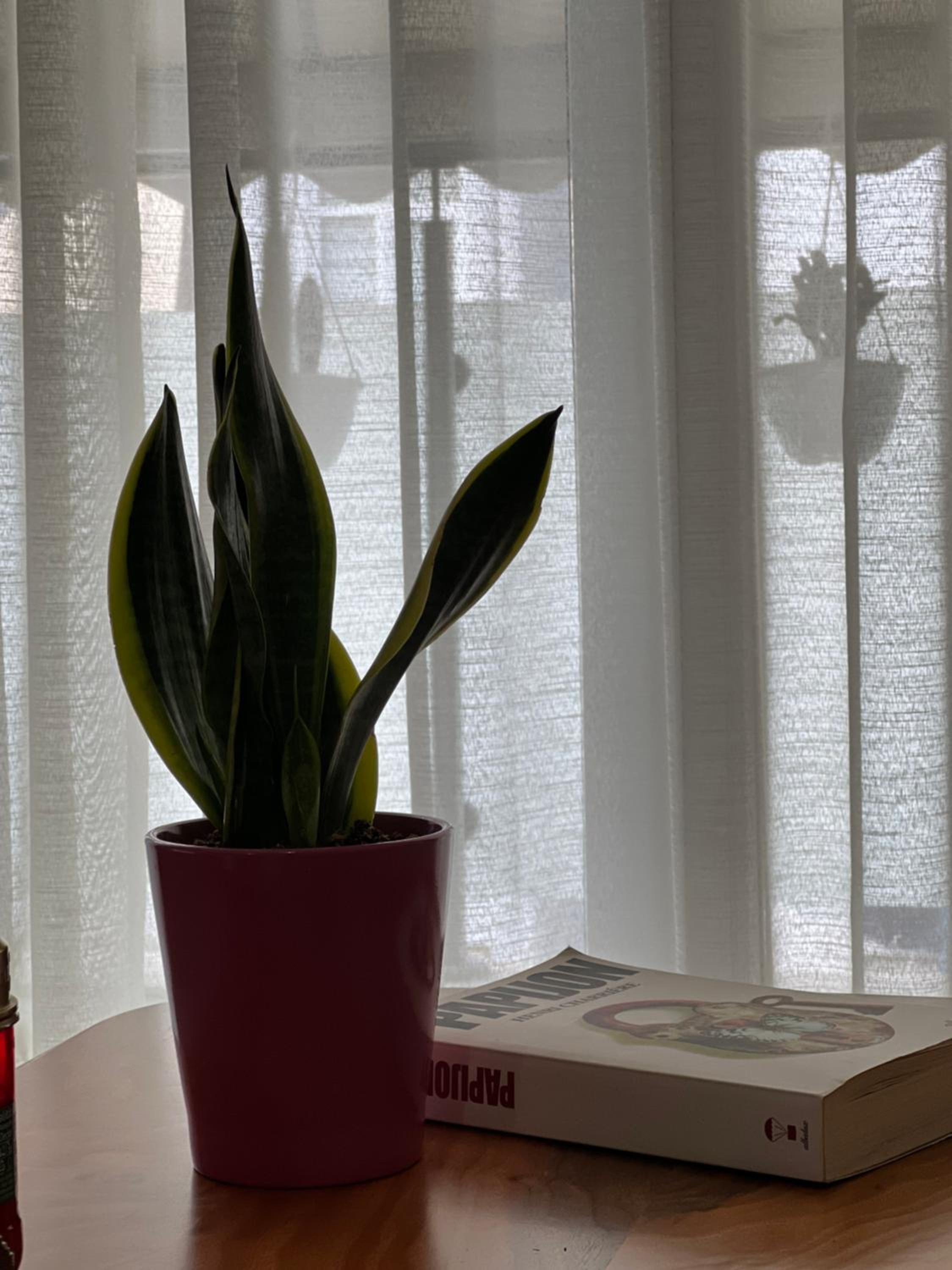 Olive Apartment Tirana