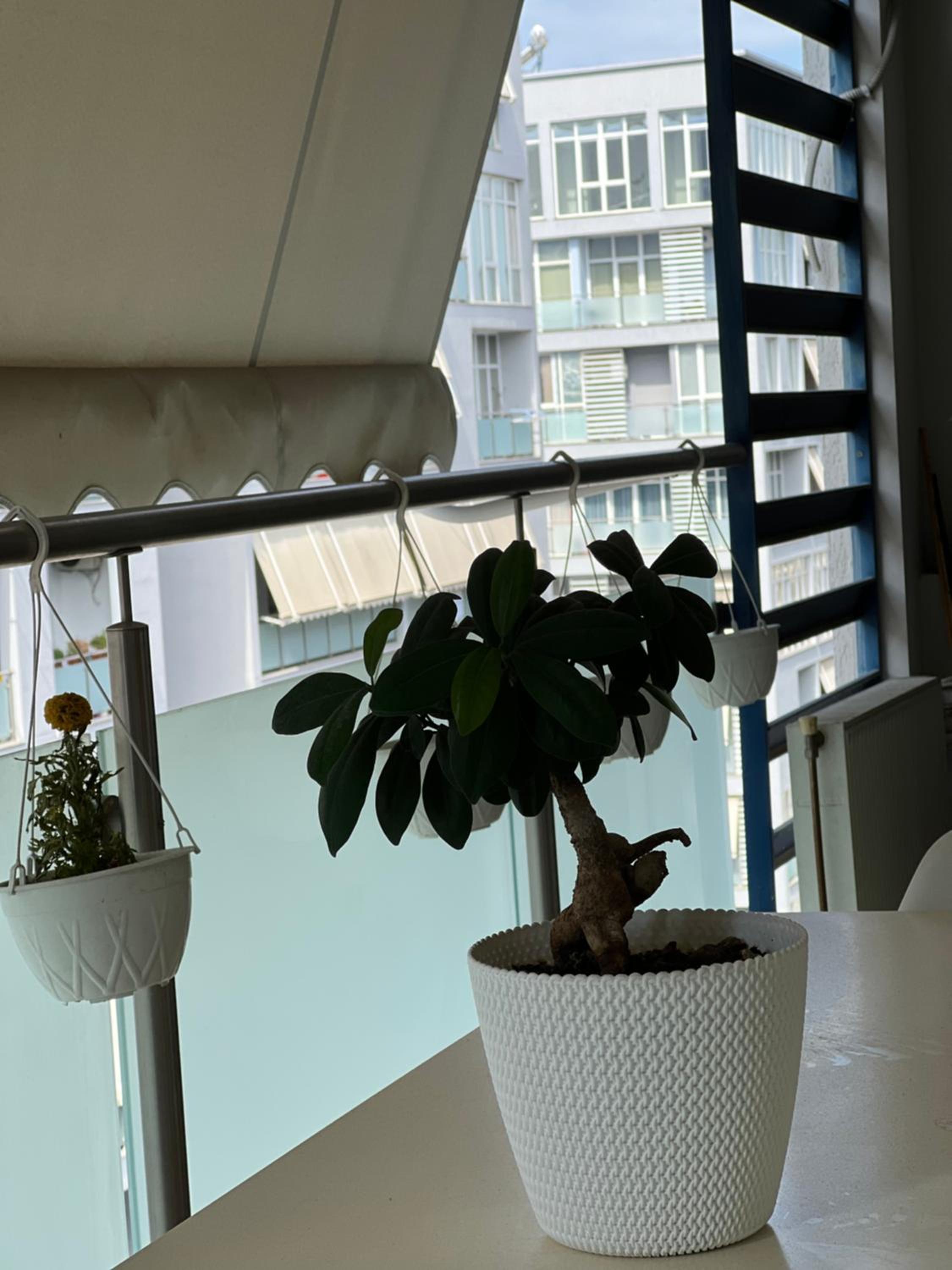 Olive Apartment Tirana