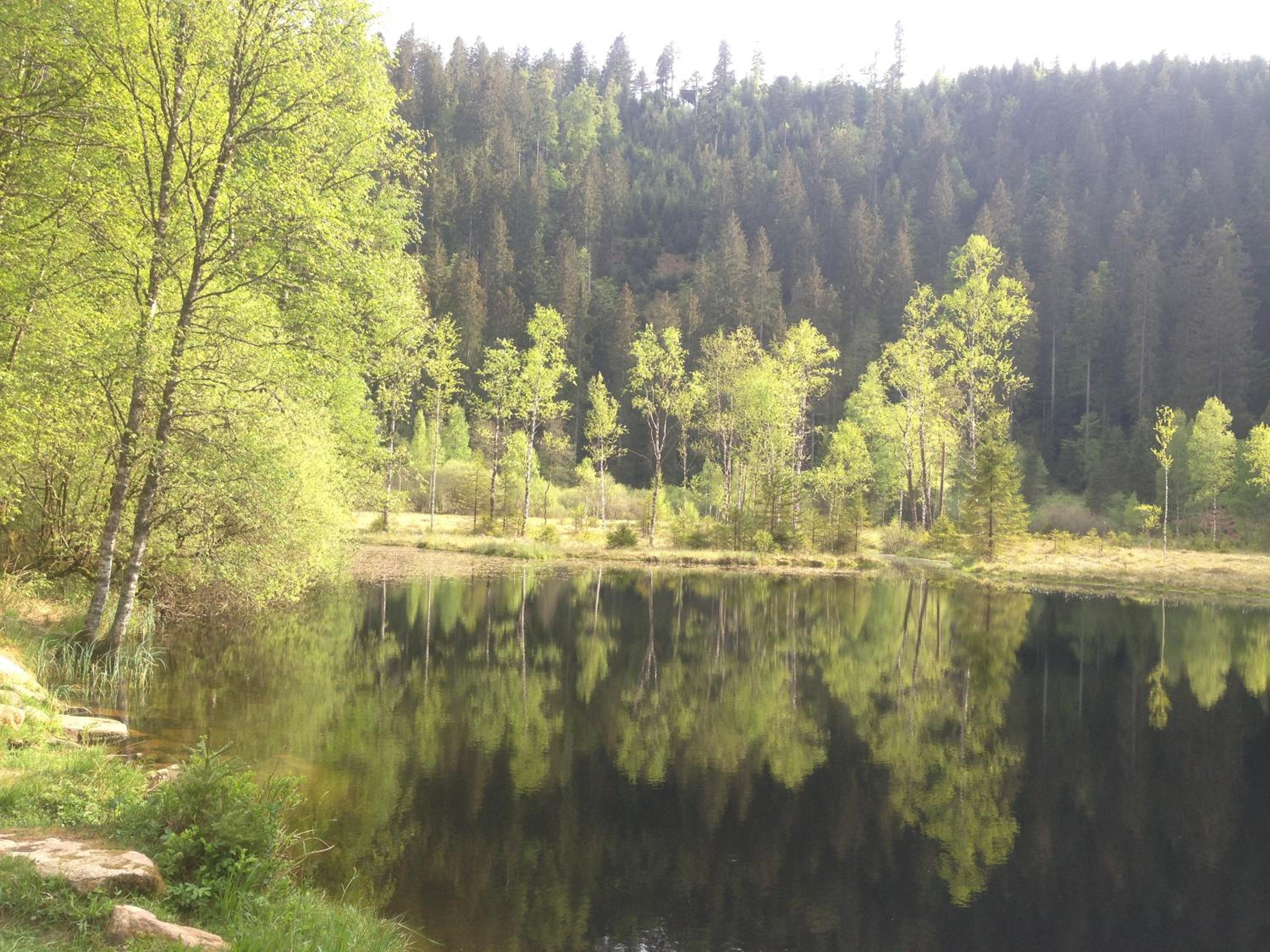 Bergstern