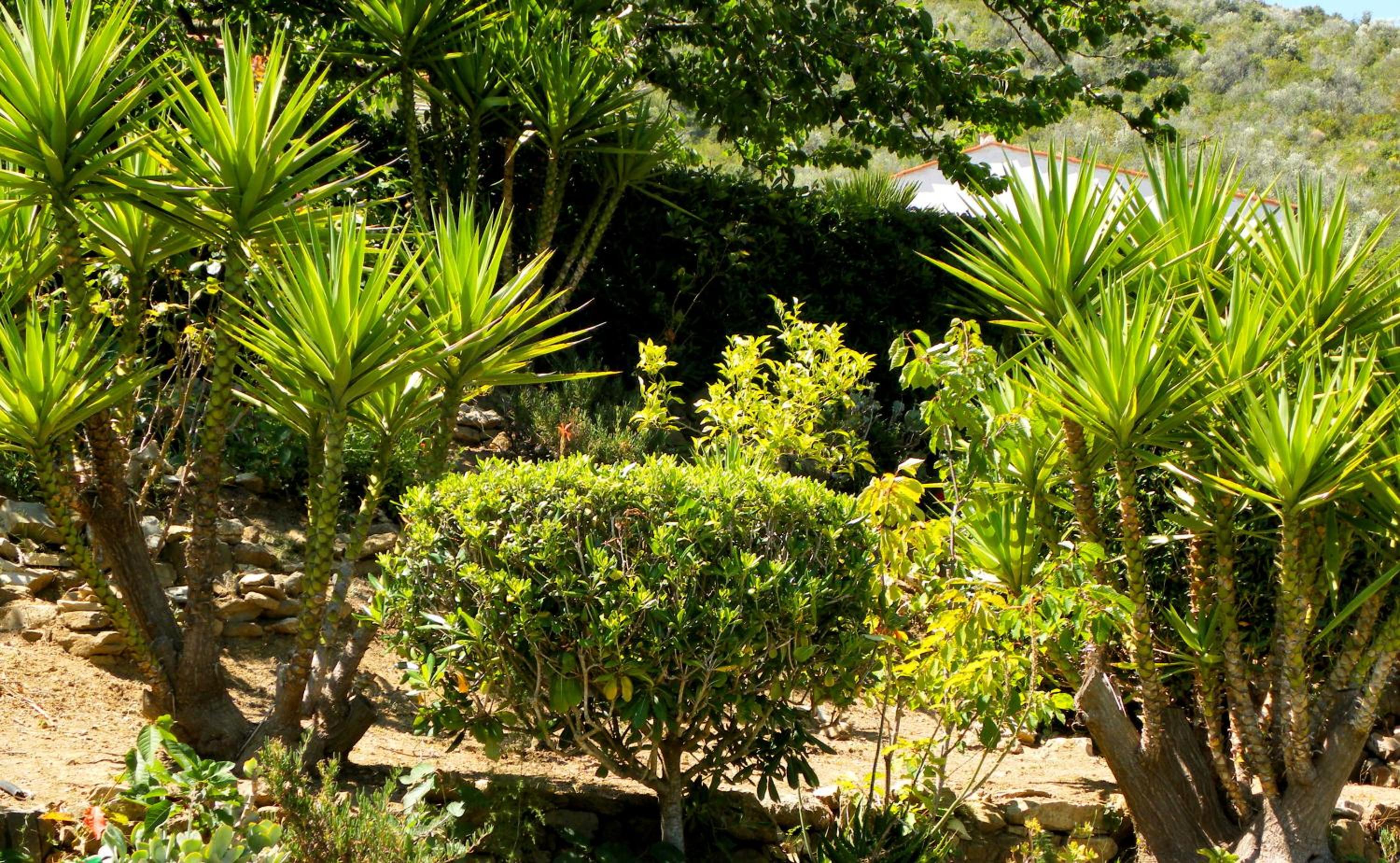 garden