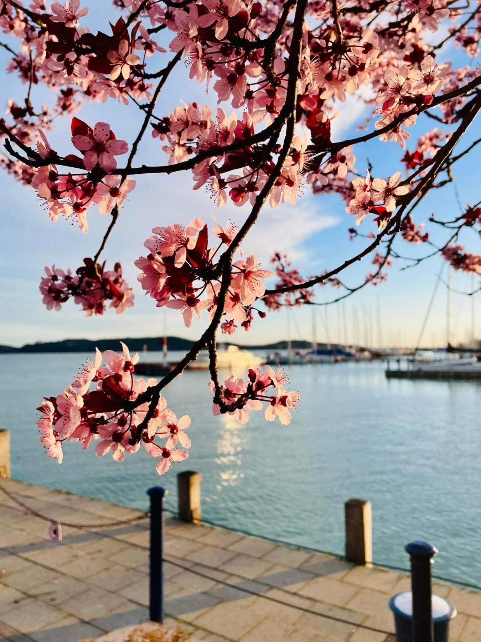 Rozmaring Apartman Balatonfüred