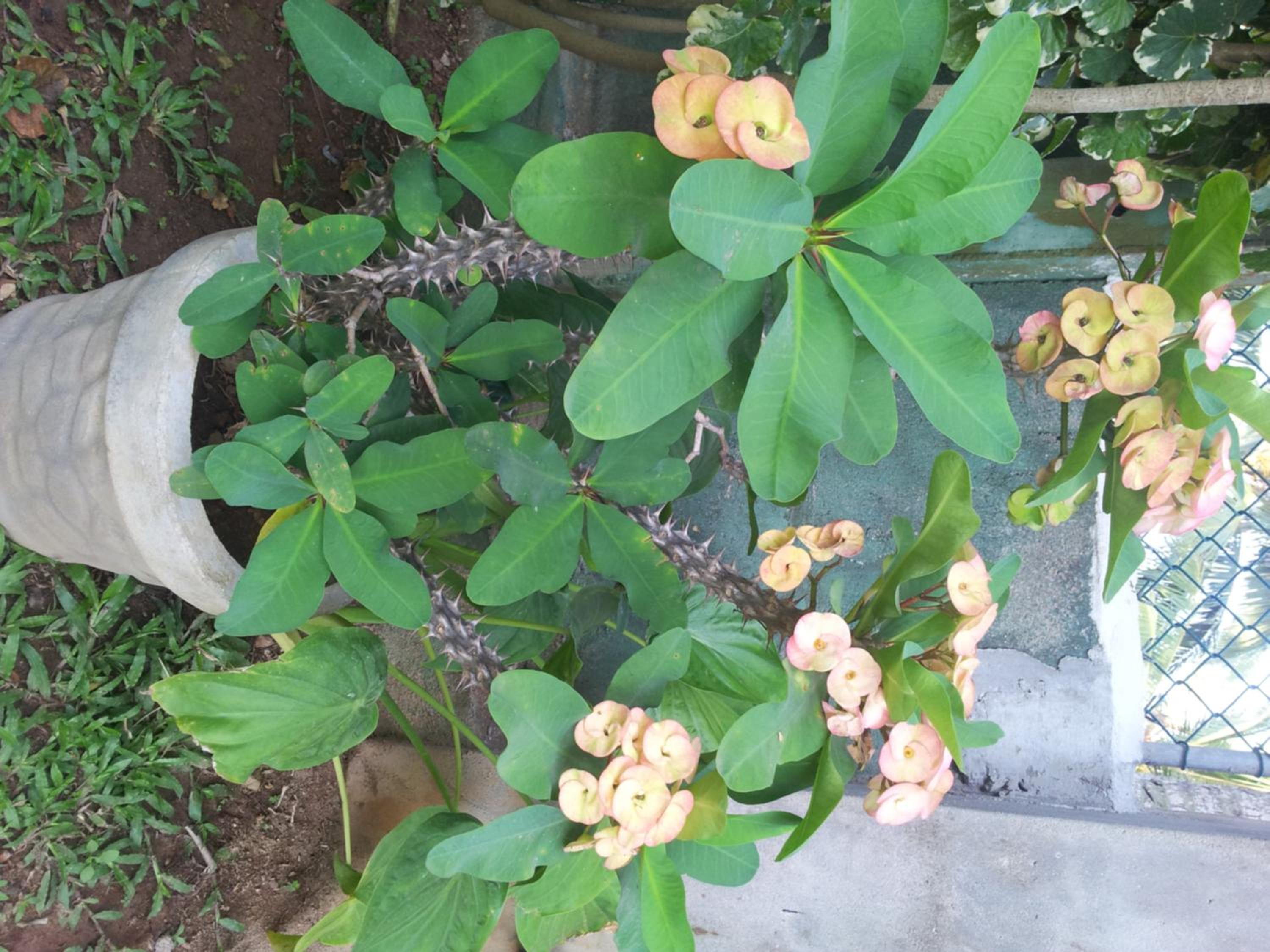 Janishi Residencies