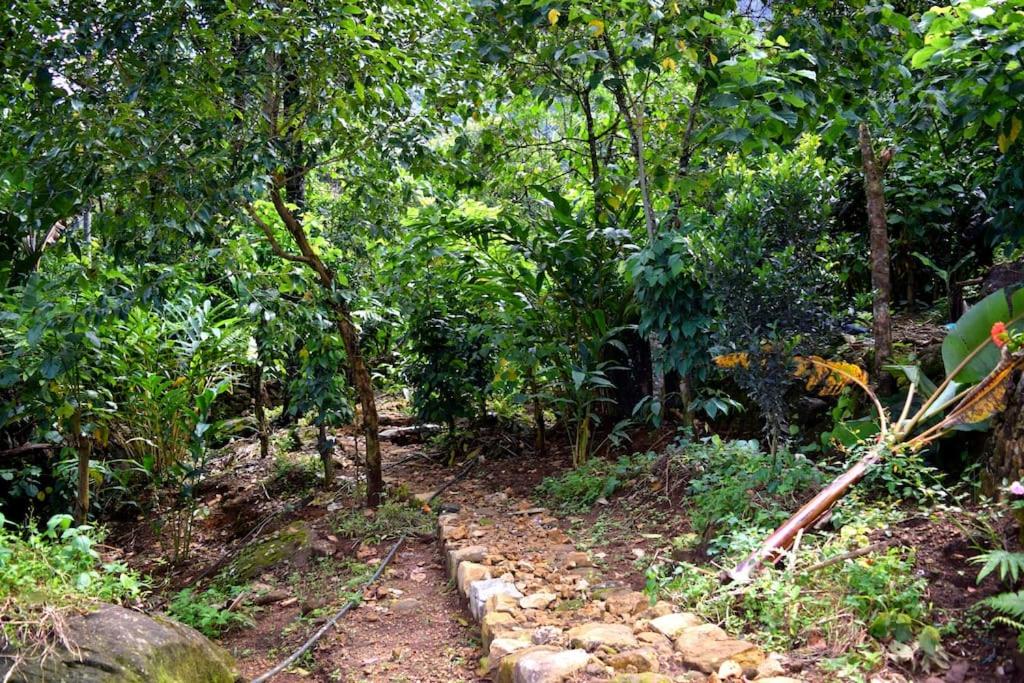 Solitude Munnar - Tree house