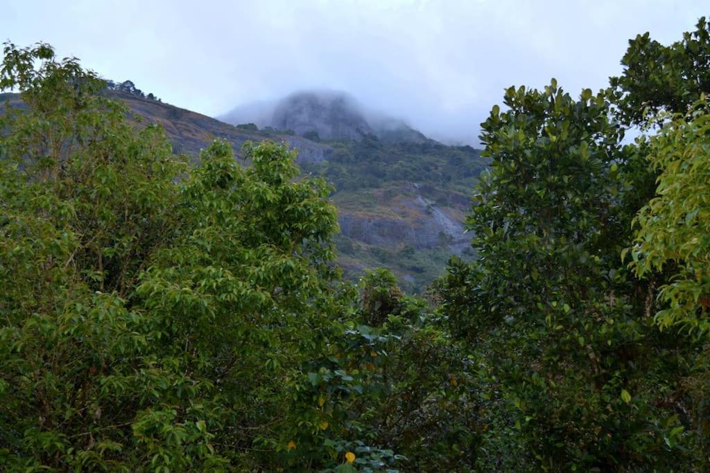 Solitude Munnar - Tree house