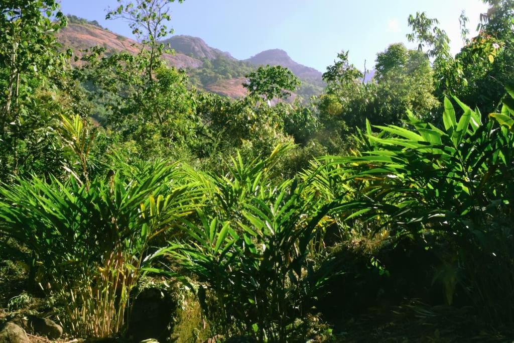 Solitude Munnar - Tree house