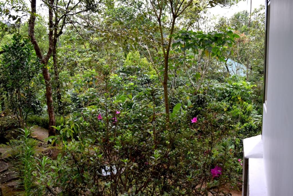 Solitude Munnar - Tree house