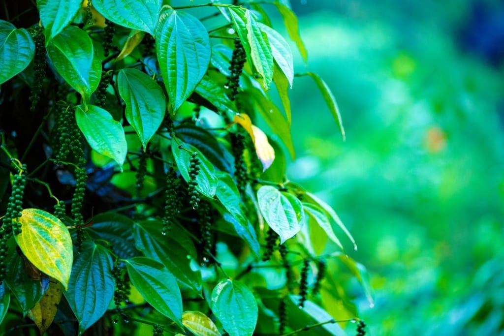 Solitude Munnar - Tree house