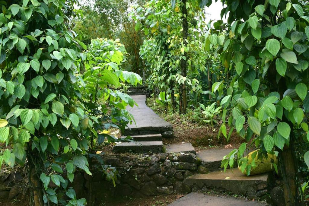 Solitude Munnar - Tree house