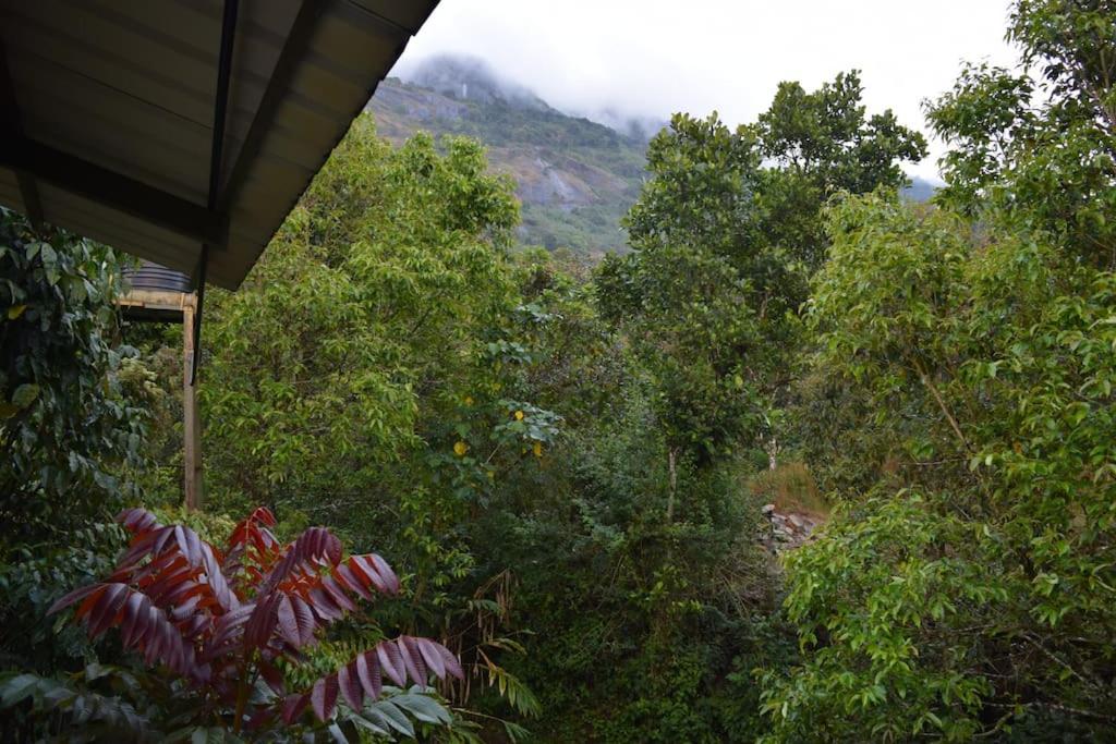 Solitude Munnar - Tree house