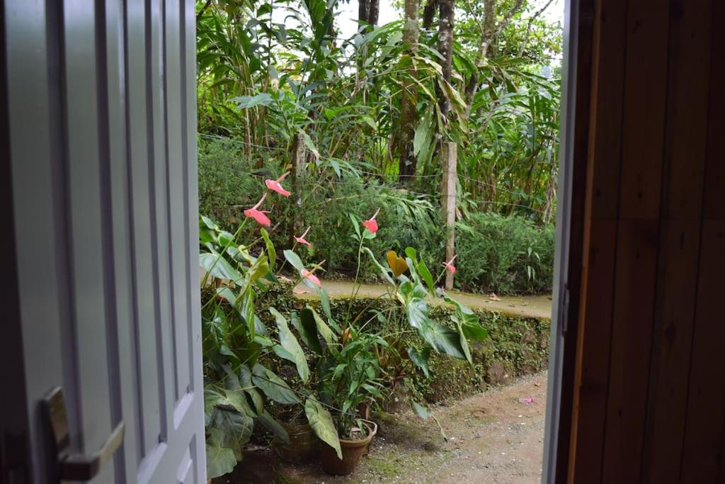 Solitude Munnar - Tree house