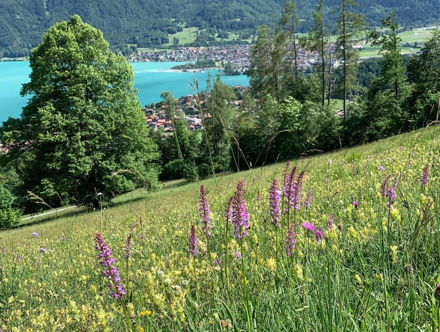 Chalet Rosemarie