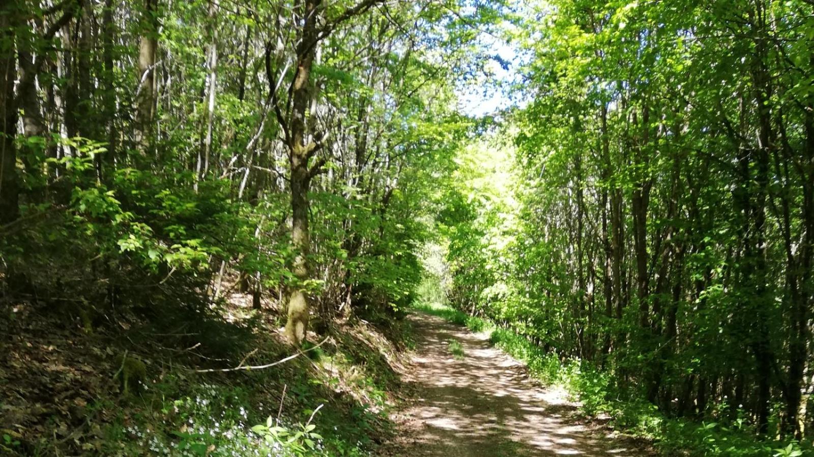 Eifel-Ferienhaus Marga