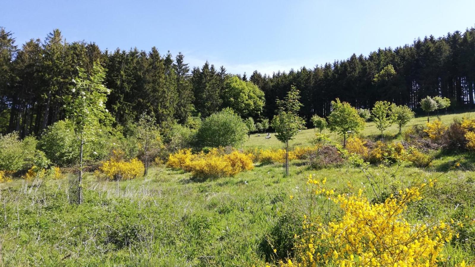 Eifel-Ferienhaus Marga