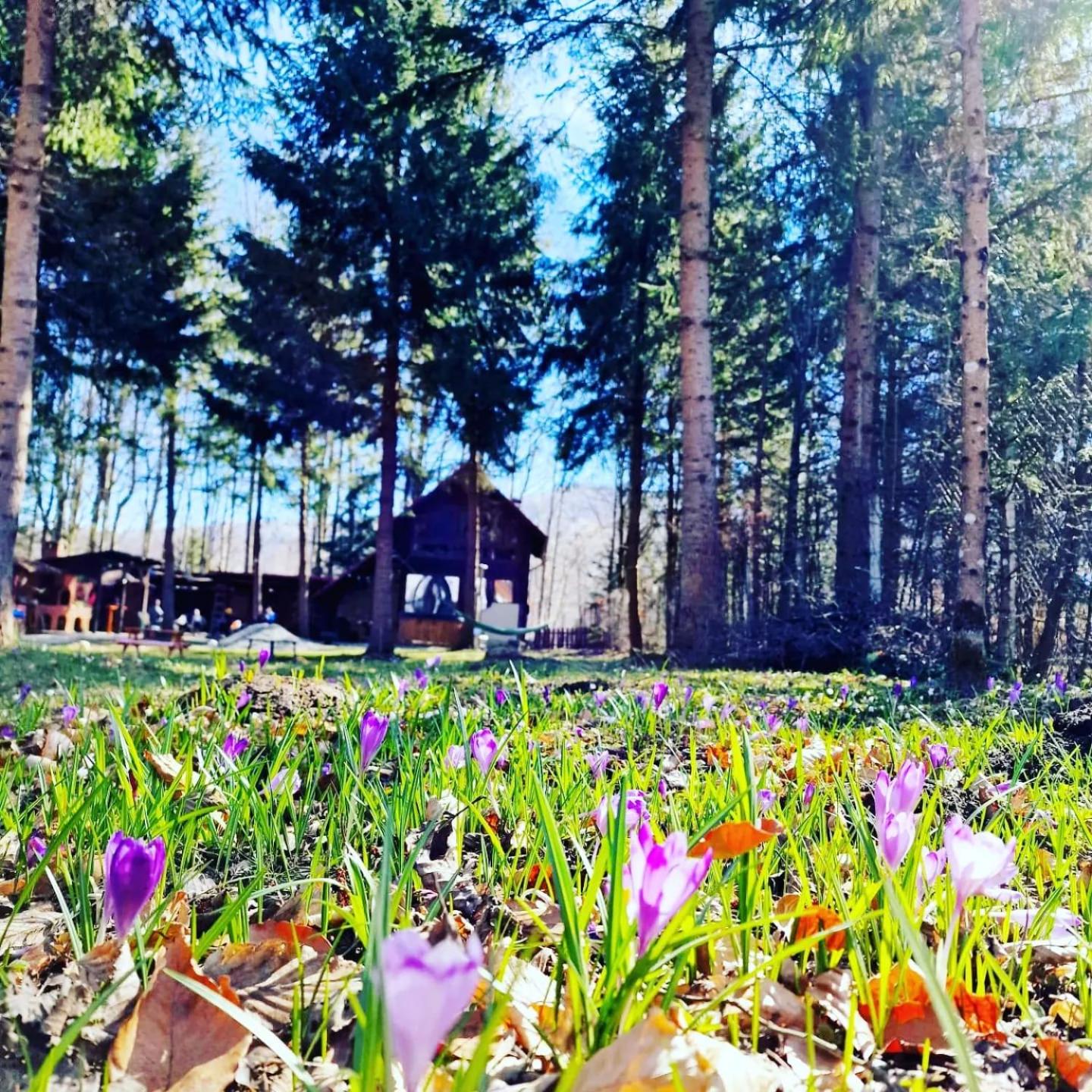 Misha's House