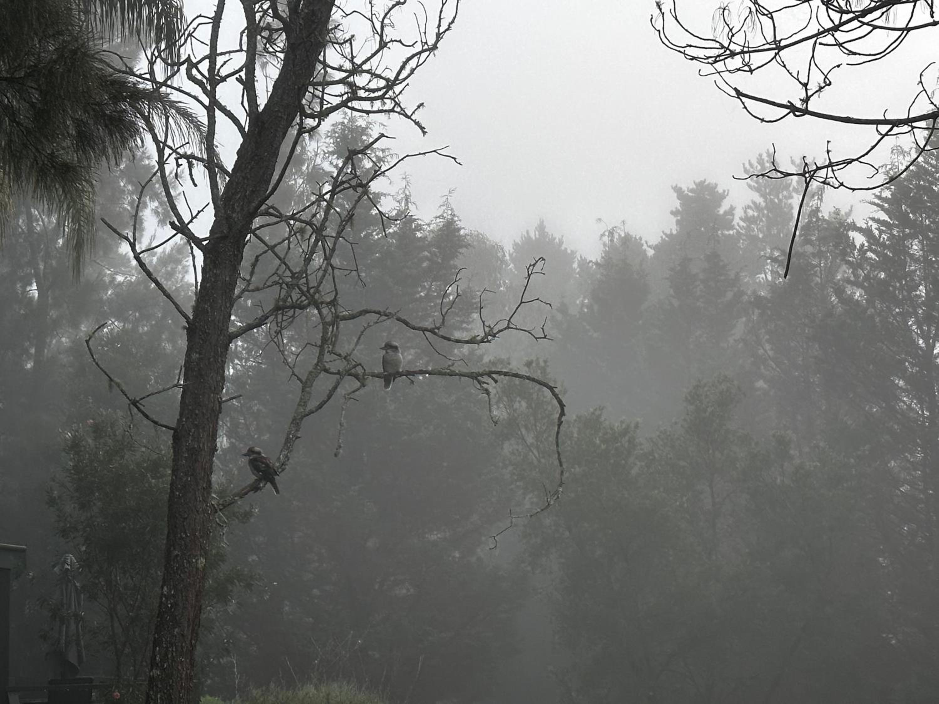 Kangaroo Valley Timber Cabin