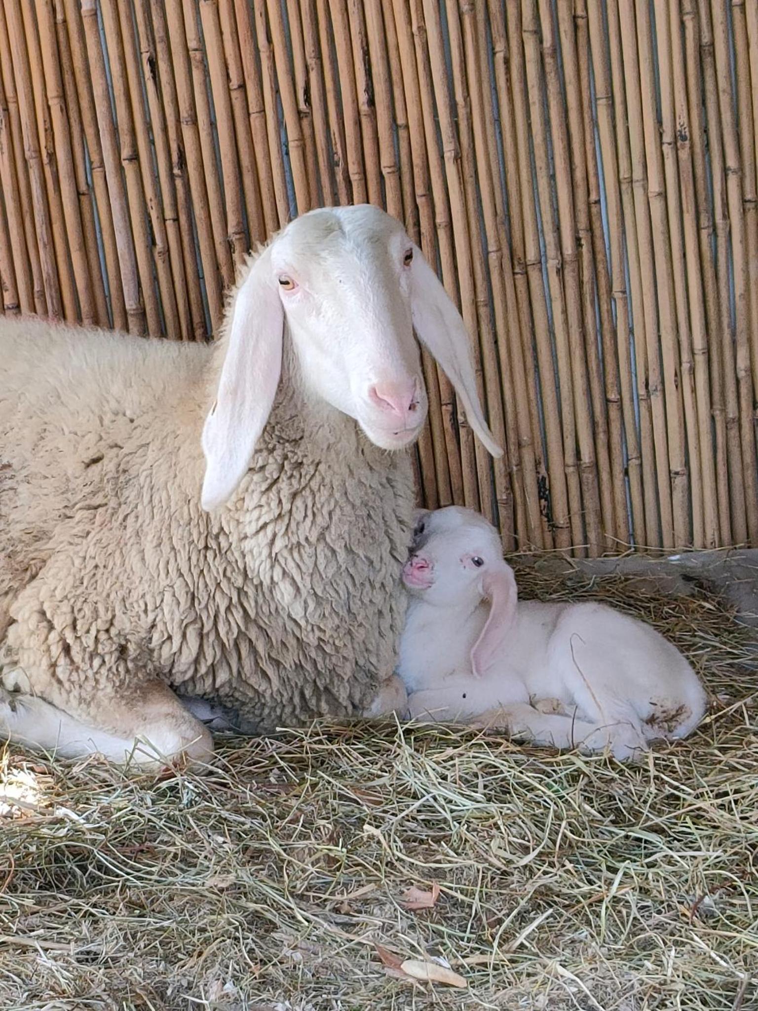 B&B Naturin - Vegan Eco Farm