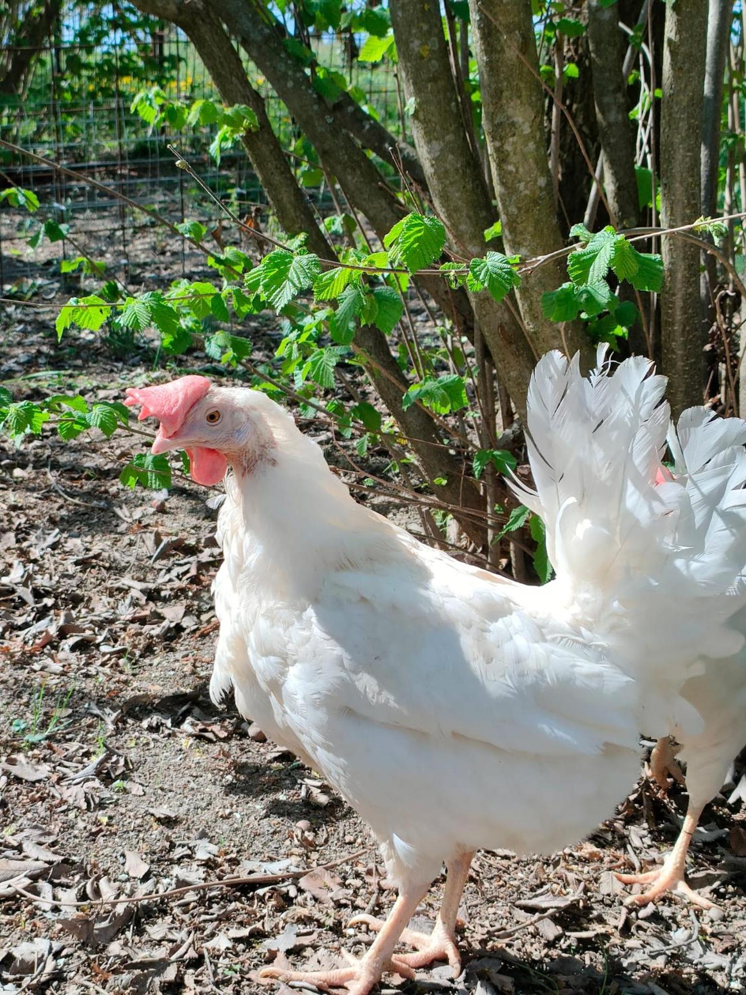 B&B Naturin - Vegan Eco Farm