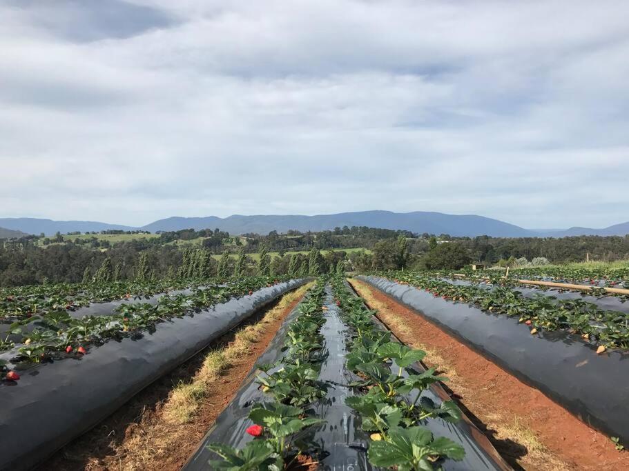 Yarra Valley Tiny Farm - Property Image 25