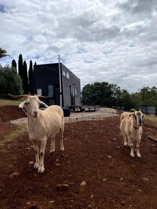 Yarra Valley Tiny Farm - Property Image 24