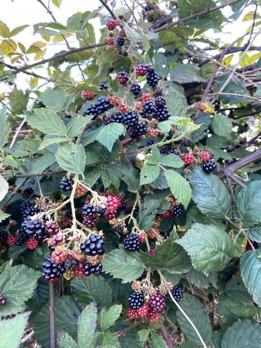 Yarra Valley Tiny Farm - Property Image 12