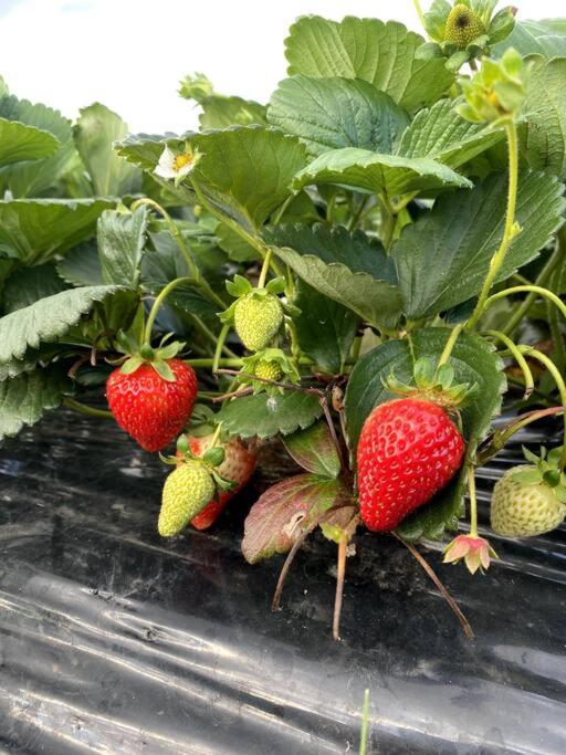 Yarra Valley Tiny Farm - Property Image 20