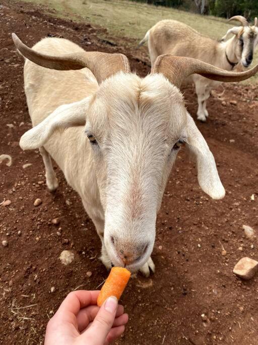 Yarra Valley Tiny Farm - Property Image 23